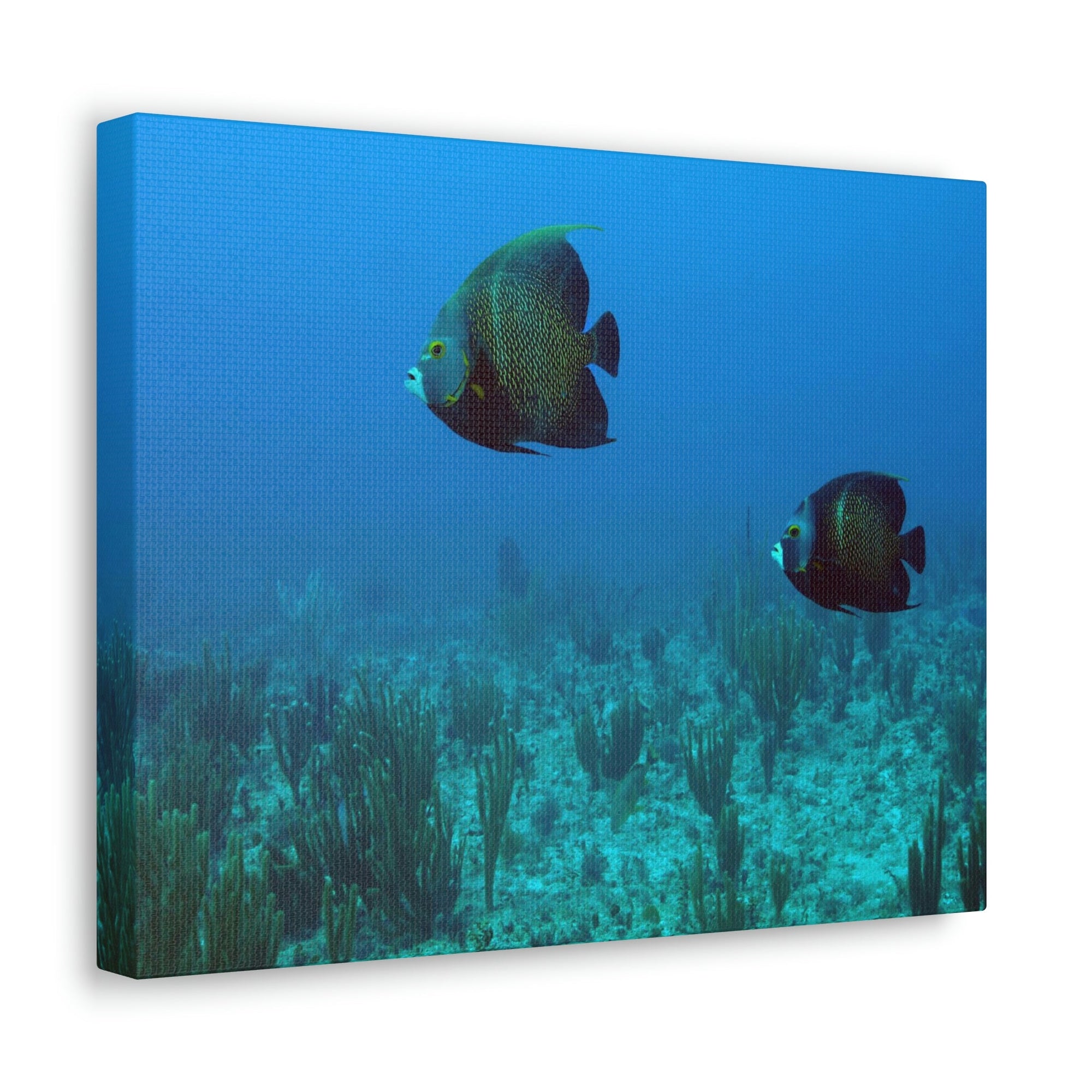 Scripture Walls Angel Fish Couple Angel Fish Troop Print Animal Wall Art Wildlife Canvas Prints Wall Art Ready to Hang Unframed-Express Your Love Gifts