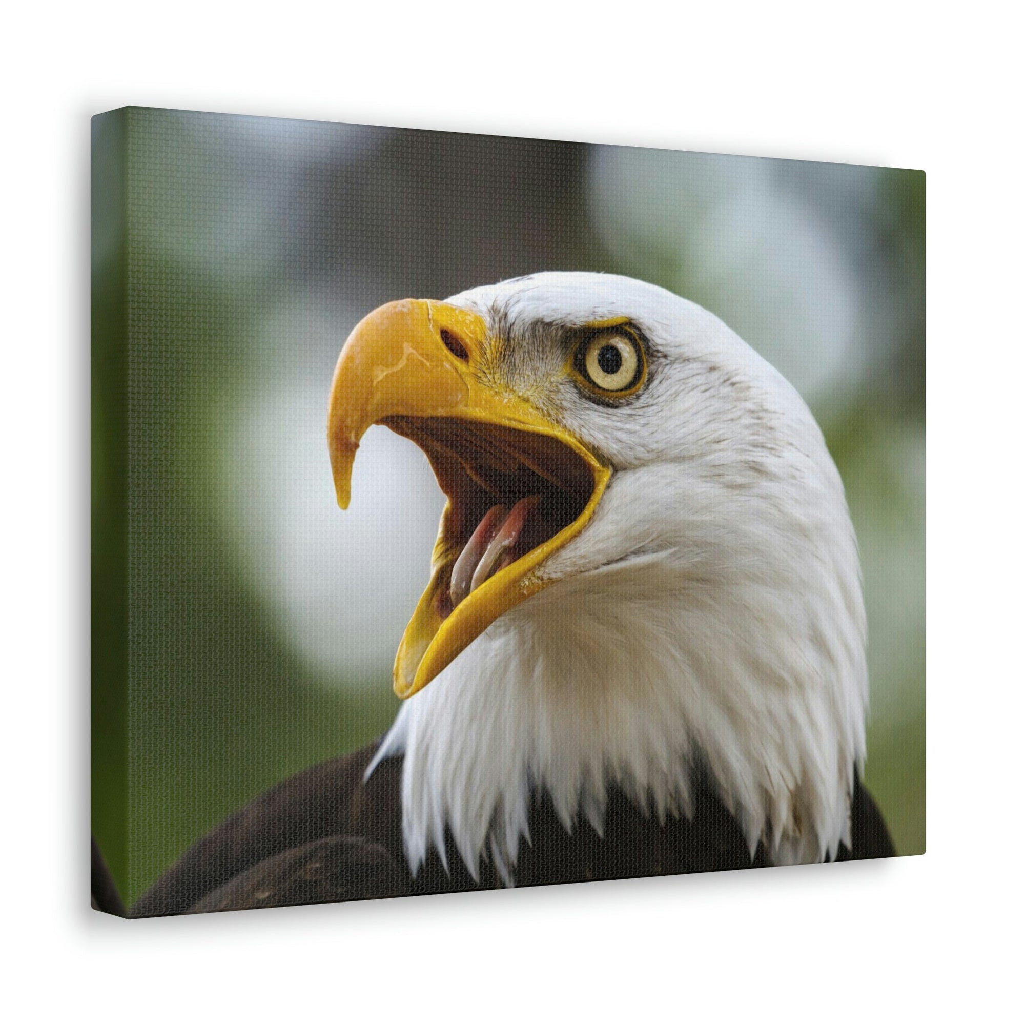 Scripture Walls Angry Bald Eagle Print Animal Wall Art Wildlife Canvas Prints Wall Art Ready to Hang Unframed-Express Your Love Gifts