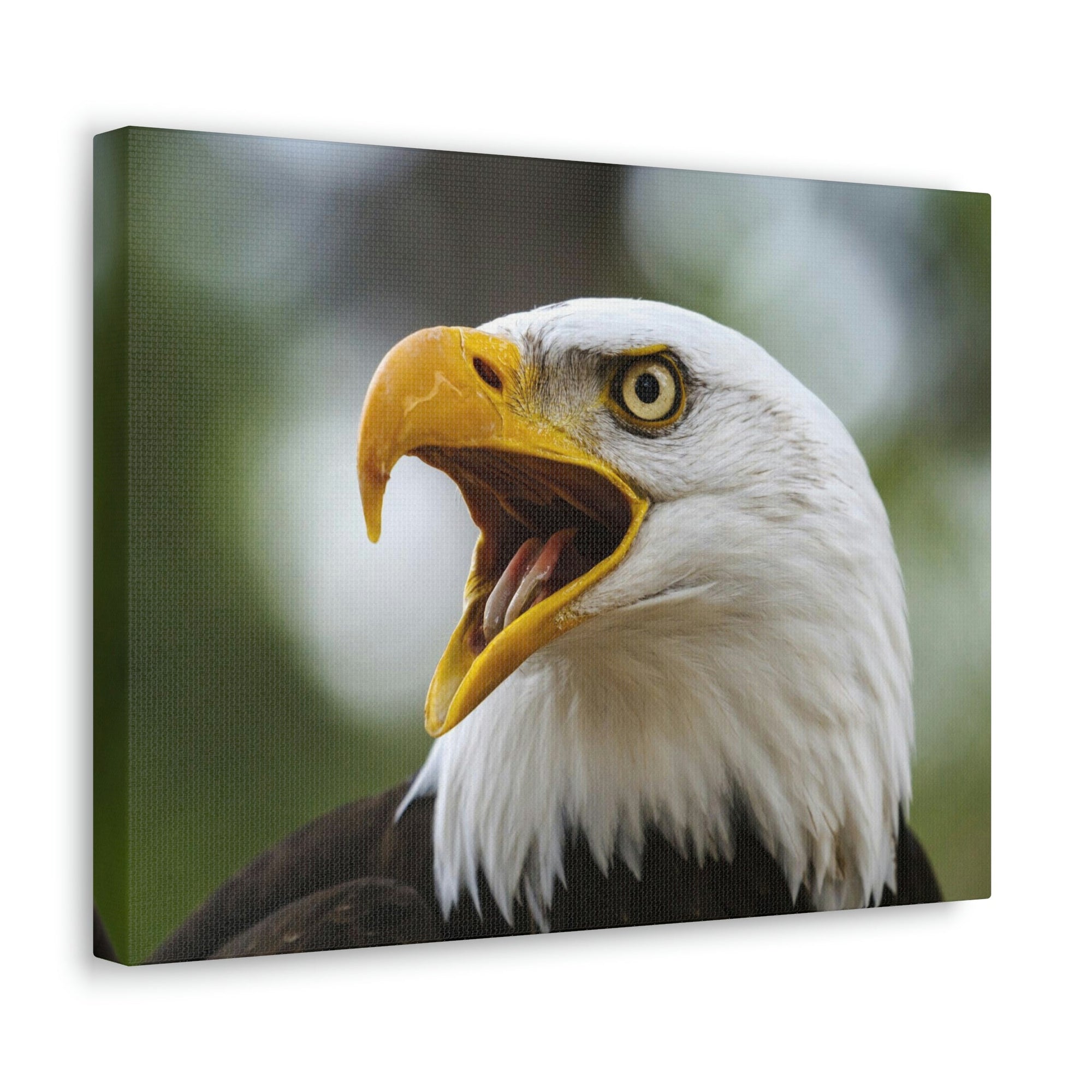 Scripture Walls Angry Bald Eagle Print Animal Wall Art Wildlife Canvas Prints Wall Art Ready to Hang Unframed-Express Your Love Gifts