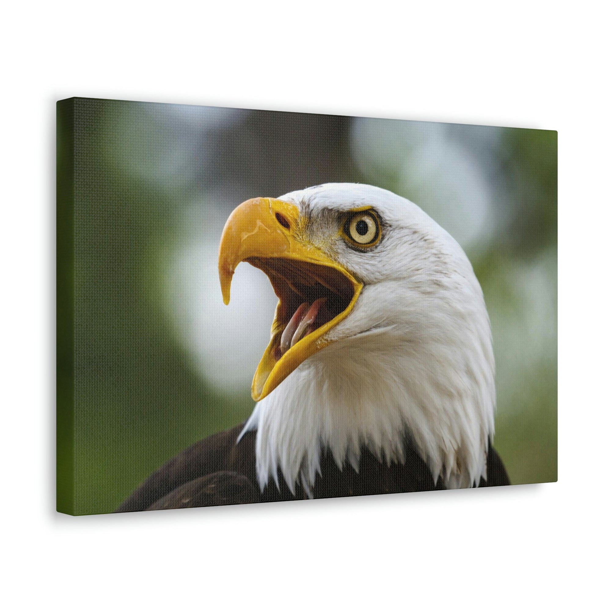 Scripture Walls Angry Bald Eagle Print Animal Wall Art Wildlife Canvas Prints Wall Art Ready to Hang Unframed-Express Your Love Gifts