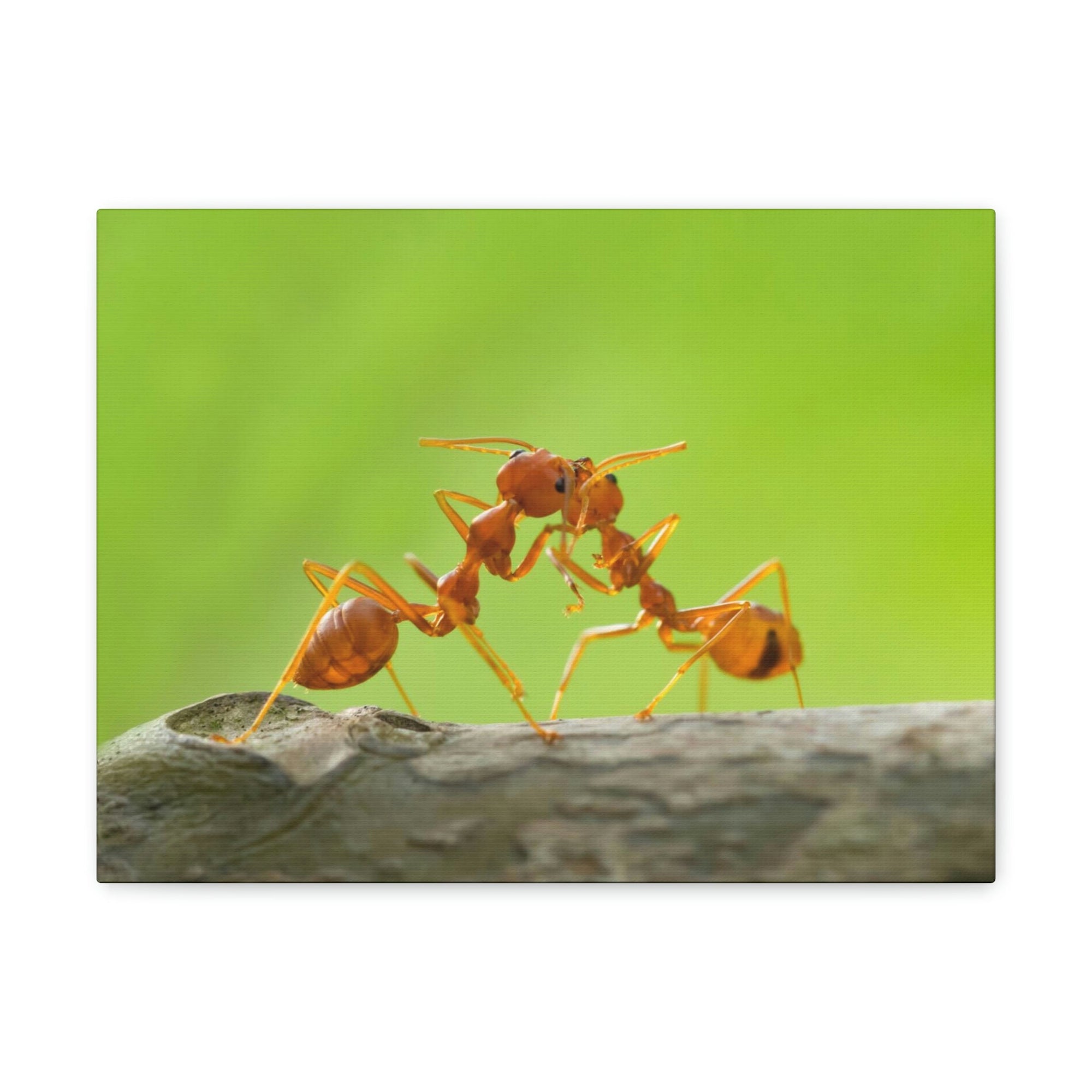 Scripture Walls Ant Couple Ant Troop Print Animal Wall Art Wildlife Canvas Prints Wall Art Ready to Hang Unframed-Express Your Love Gifts