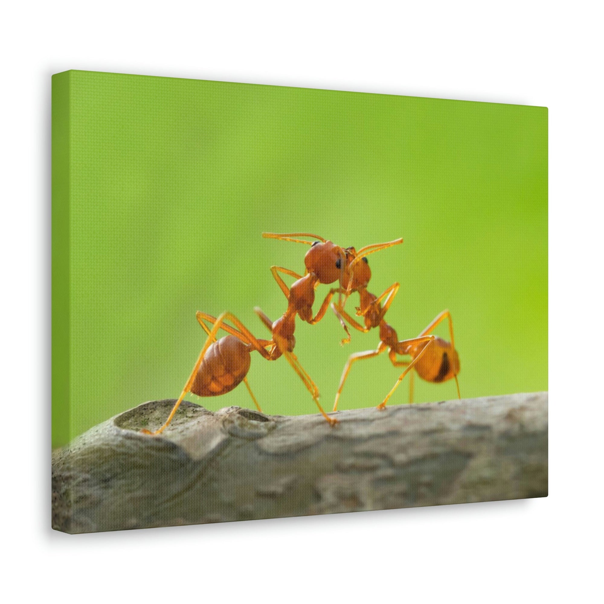 Scripture Walls Ant Couple Ant Troop Print Animal Wall Art Wildlife Canvas Prints Wall Art Ready to Hang Unframed-Express Your Love Gifts