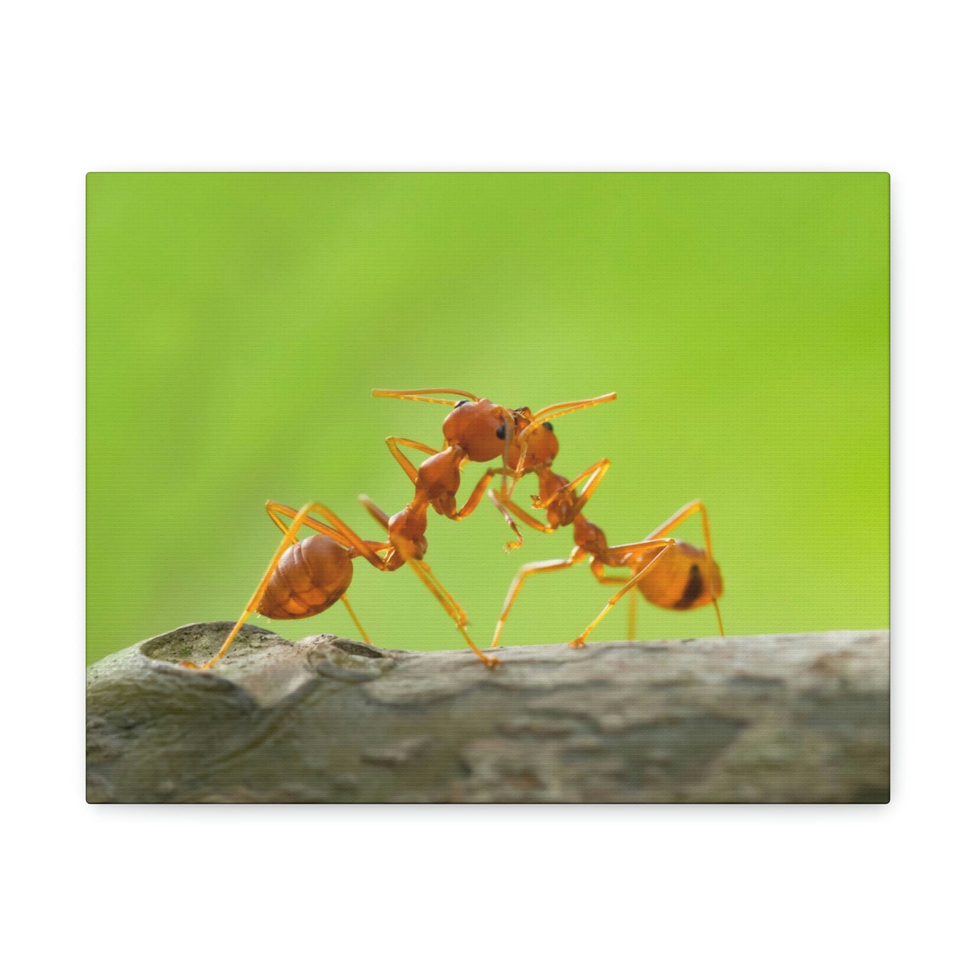 Scripture Walls Ant Couple Ant Troop Print Animal Wall Art Wildlife Canvas Prints Wall Art Ready to Hang Unframed-Express Your Love Gifts