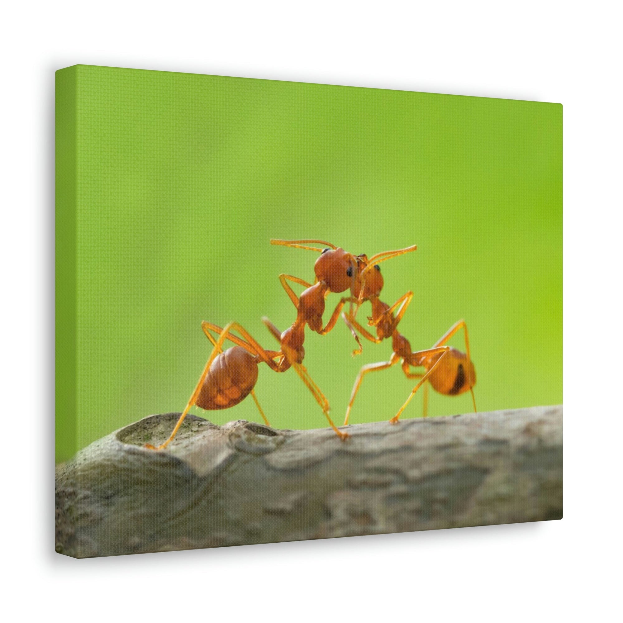 Scripture Walls Ant Couple Ant Troop Print Animal Wall Art Wildlife Canvas Prints Wall Art Ready to Hang Unframed-Express Your Love Gifts