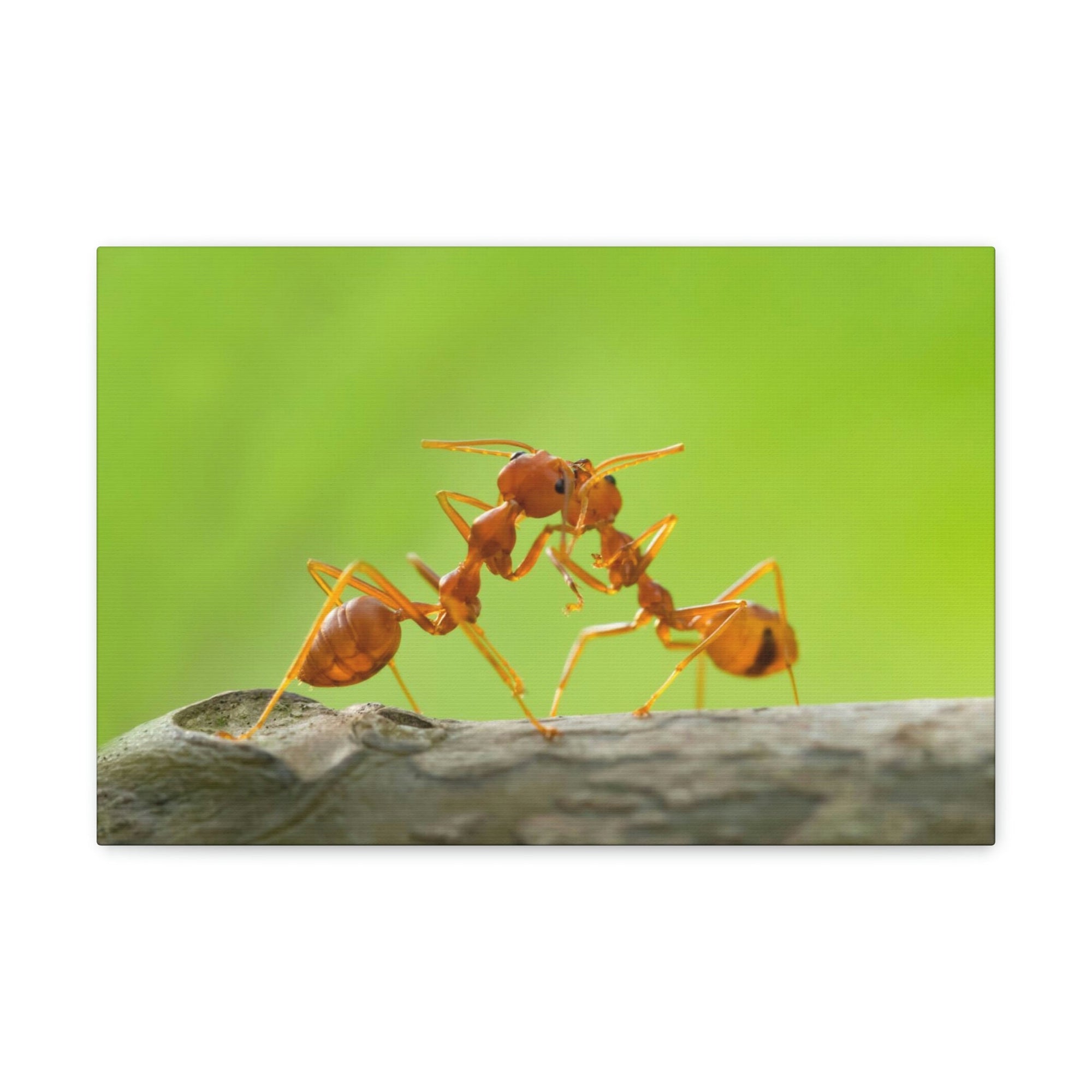 Scripture Walls Ant Couple Ant Troop Print Animal Wall Art Wildlife Canvas Prints Wall Art Ready to Hang Unframed-Express Your Love Gifts