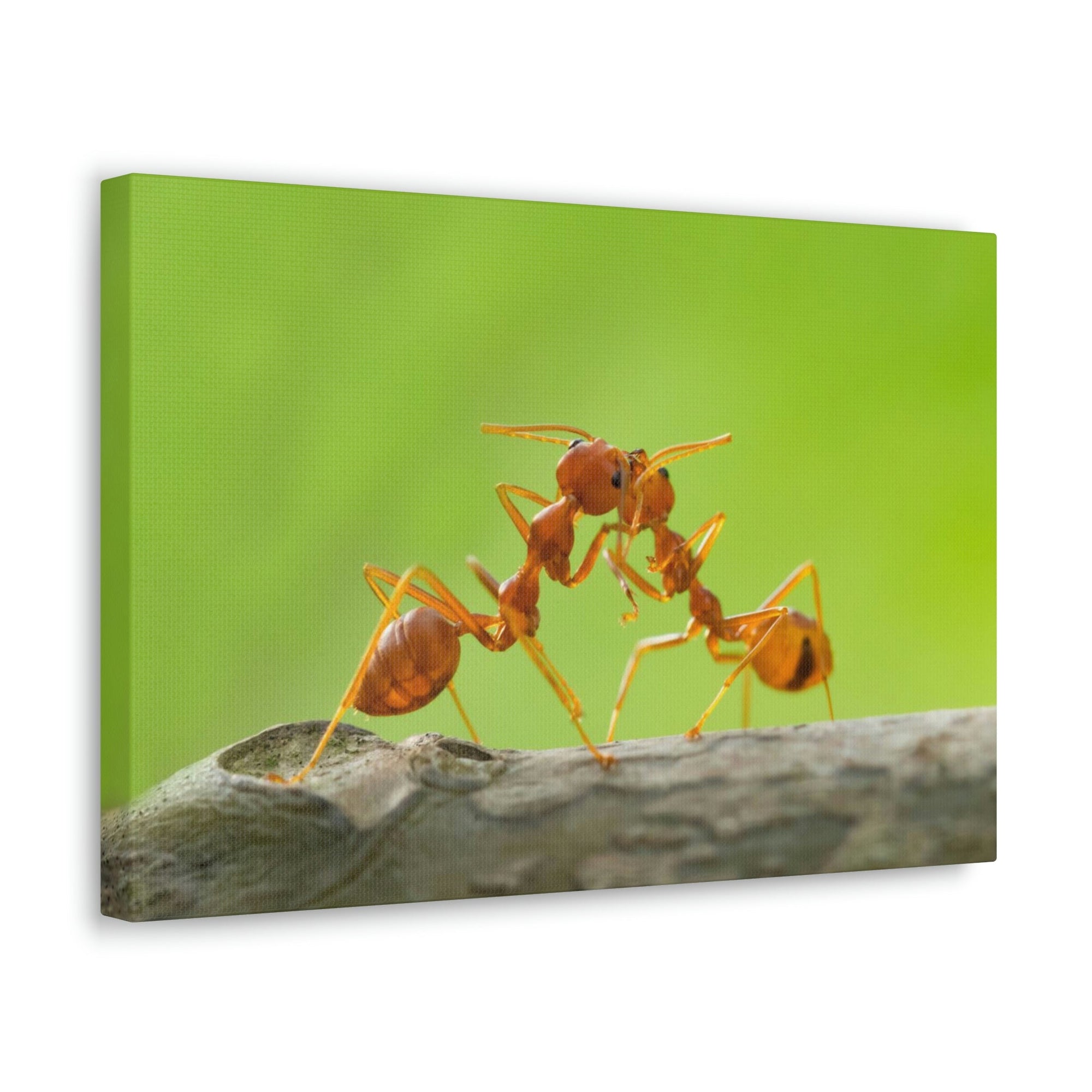 Scripture Walls Ant Couple Ant Troop Print Animal Wall Art Wildlife Canvas Prints Wall Art Ready to Hang Unframed-Express Your Love Gifts