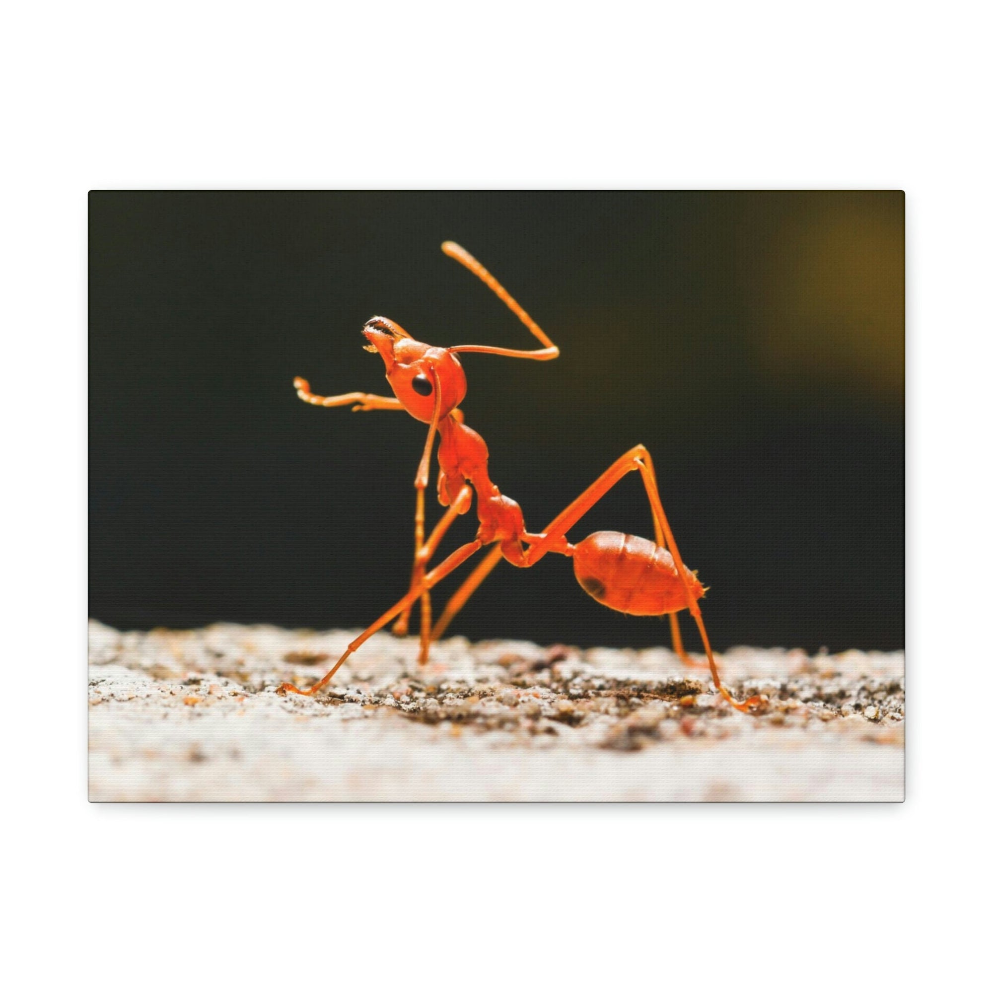 Ant Walk Real Ant Wall Art Ready To Hang Unframed-Express Your Love Gifts