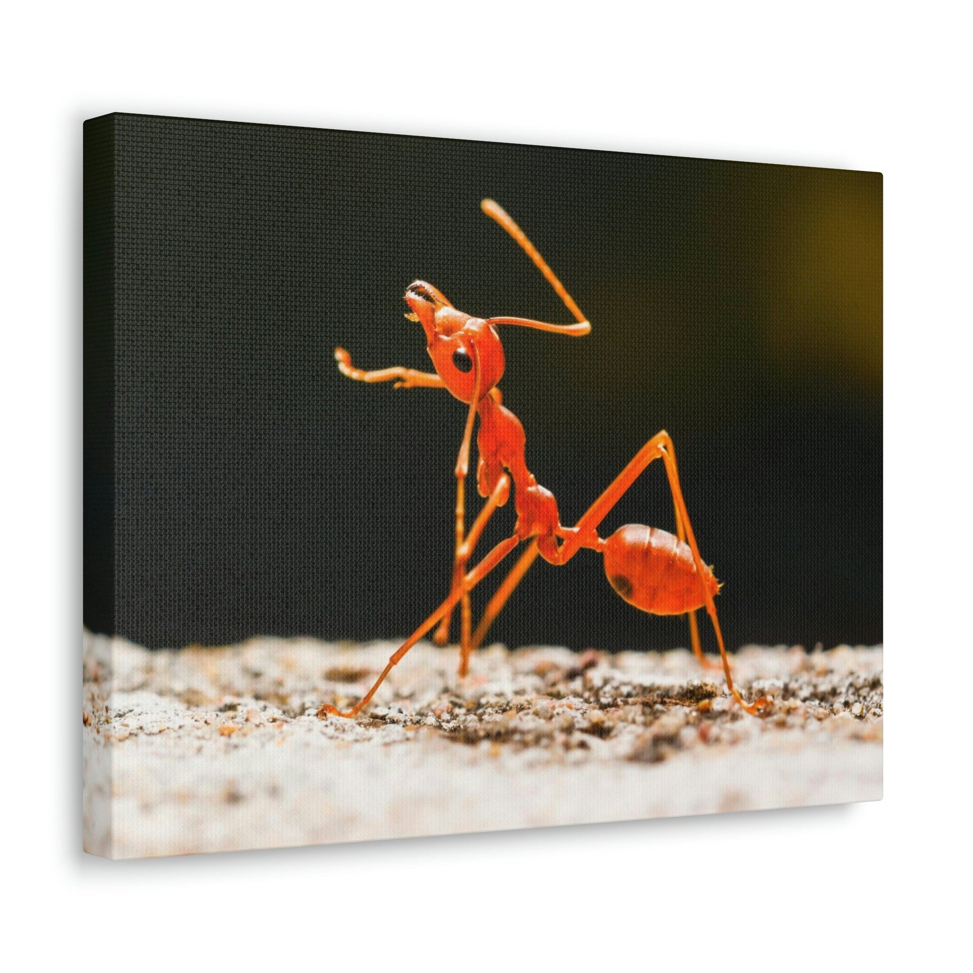 Ant Walk Real Ant Wall Art Ready To Hang Unframed-Express Your Love Gifts