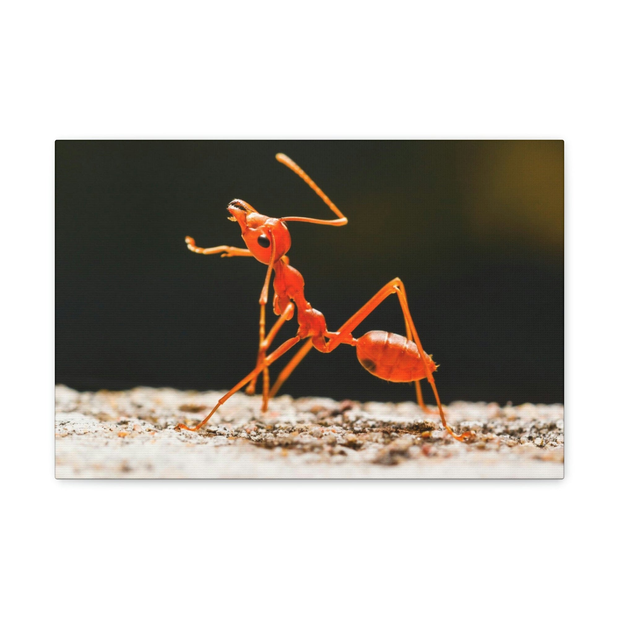 Ant Walk Real Ant Wall Art Ready To Hang Unframed-Express Your Love Gifts