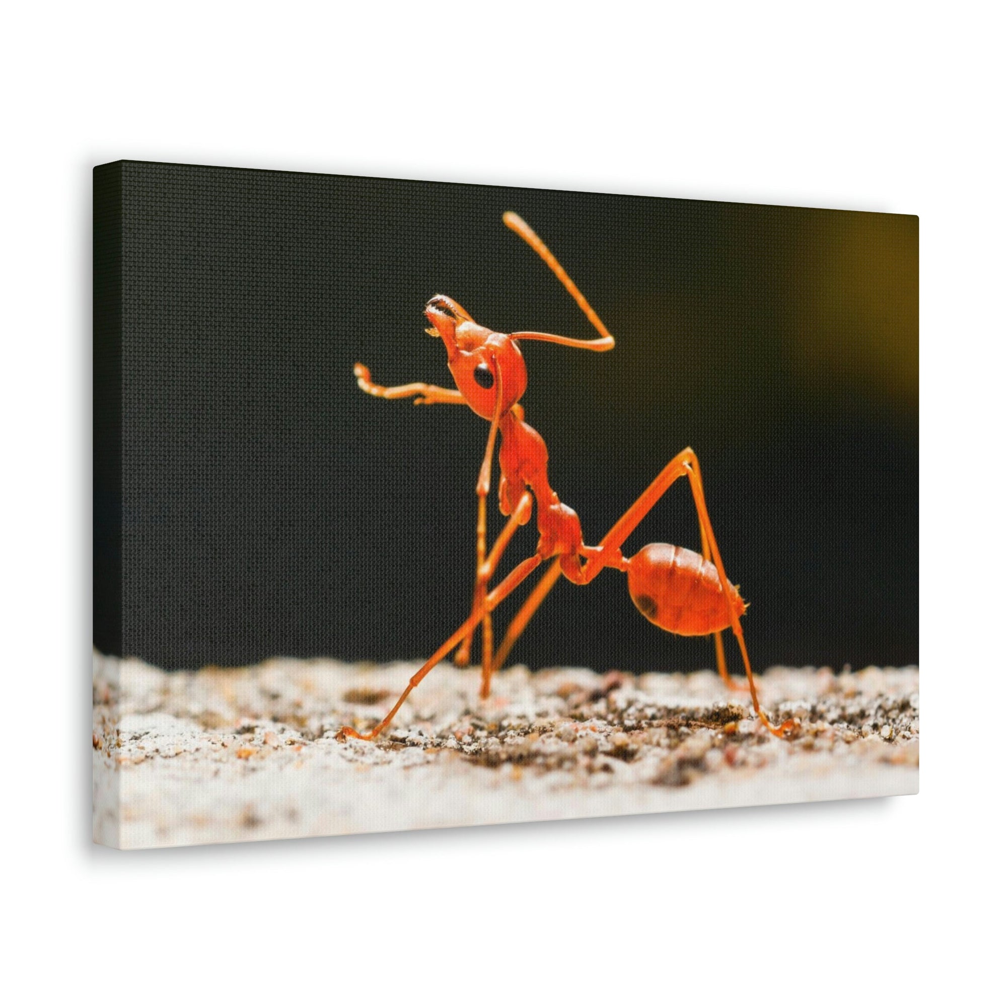 Ant Walk Real Ant Wall Art Ready To Hang Unframed-Express Your Love Gifts