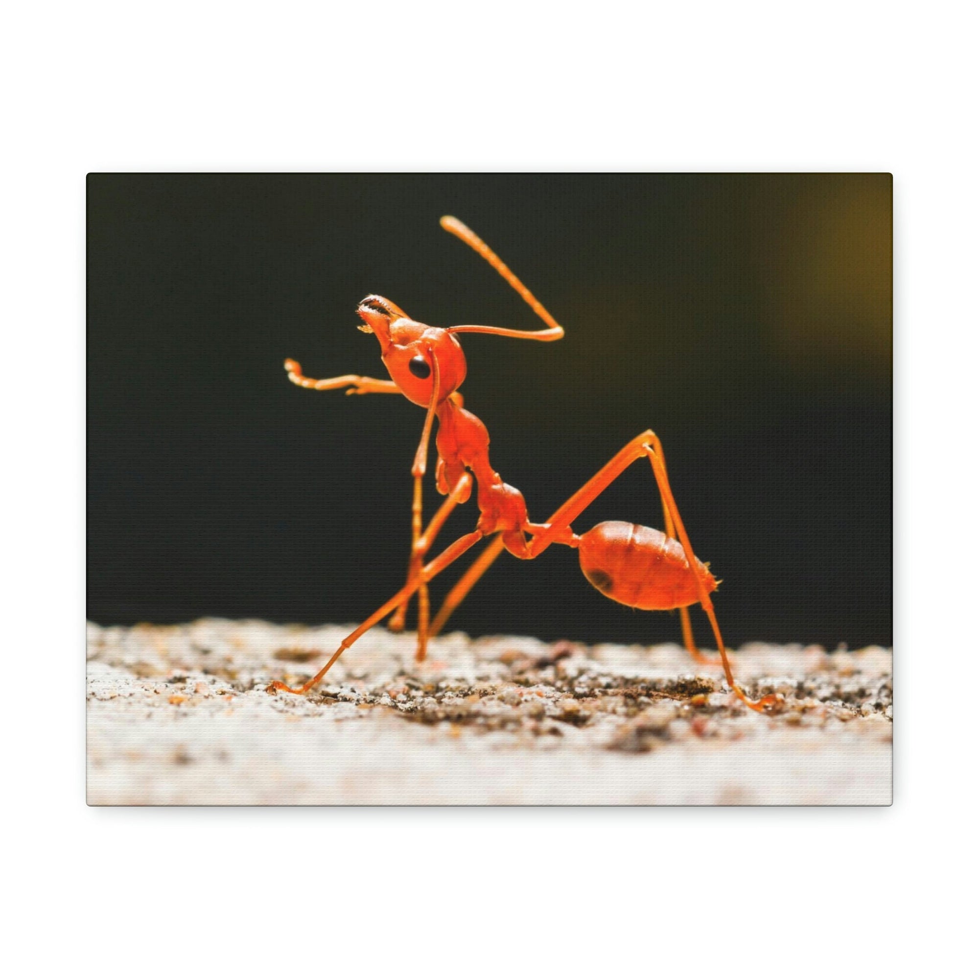 Ant Walk Real Ant Wall Art Ready To Hang Unframed-Express Your Love Gifts