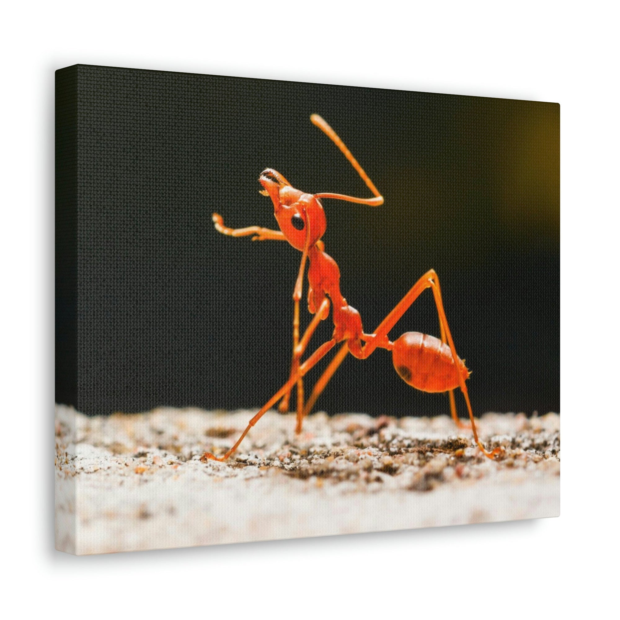 Ant Walk Real Ant Wall Art Ready To Hang Unframed-Express Your Love Gifts