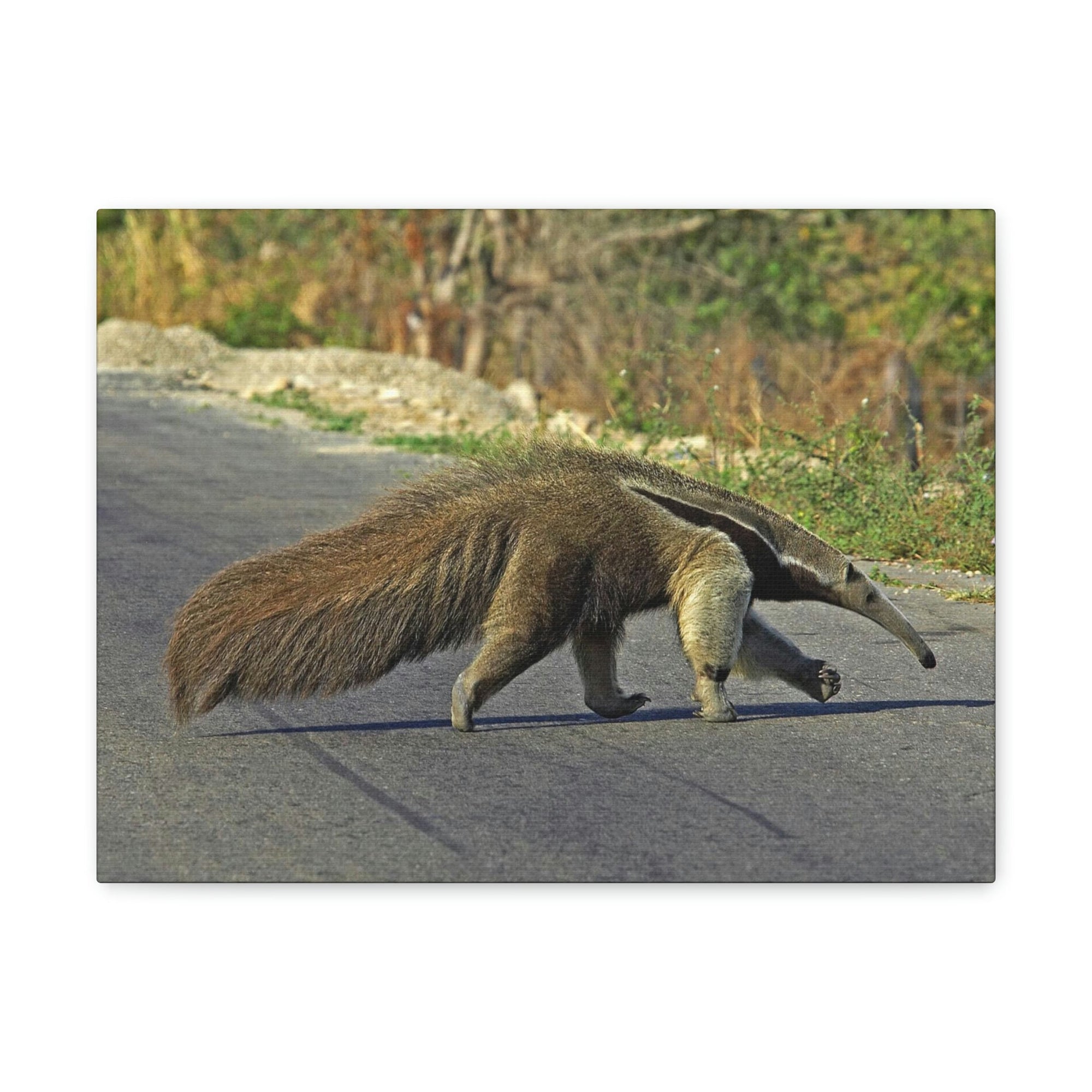 Scripture Walls Anteater Hunting Anteater on Hunt Print Animal Wall Art Wildlife Canvas Prints Wall Art Ready to Hang Unframed-Express Your Love Gifts