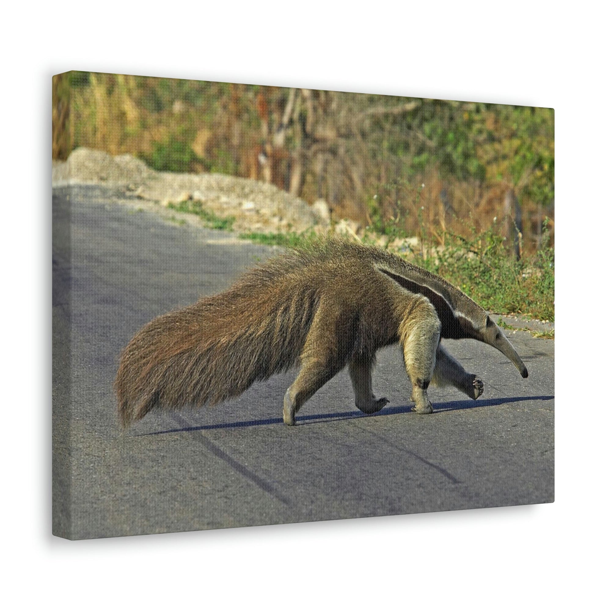 Scripture Walls Anteater Hunting Anteater on Hunt Print Animal Wall Art Wildlife Canvas Prints Wall Art Ready to Hang Unframed-Express Your Love Gifts