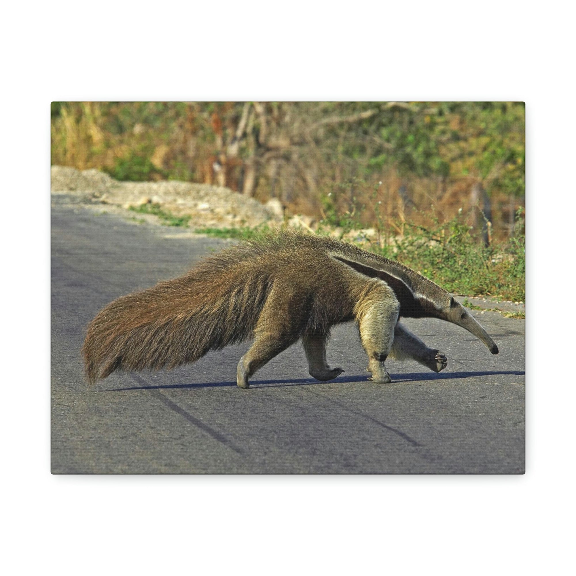 Scripture Walls Anteater Hunting Anteater on Hunt Print Animal Wall Art Wildlife Canvas Prints Wall Art Ready to Hang Unframed-Express Your Love Gifts