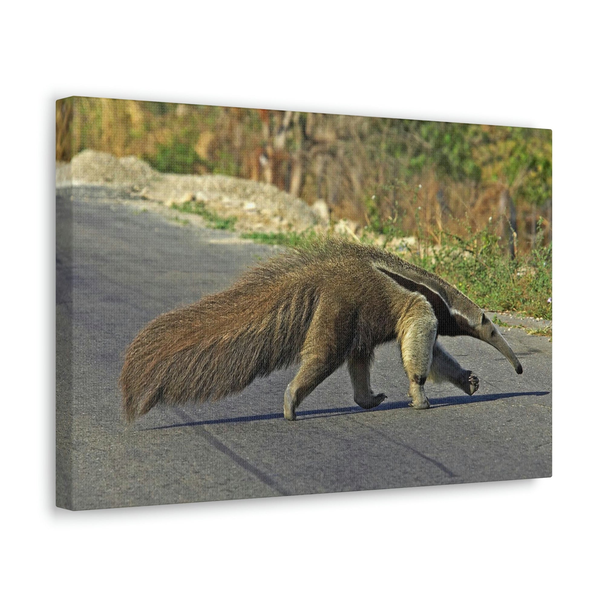 Scripture Walls Anteater Hunting Anteater on Hunt Print Animal Wall Art Wildlife Canvas Prints Wall Art Ready to Hang Unframed-Express Your Love Gifts