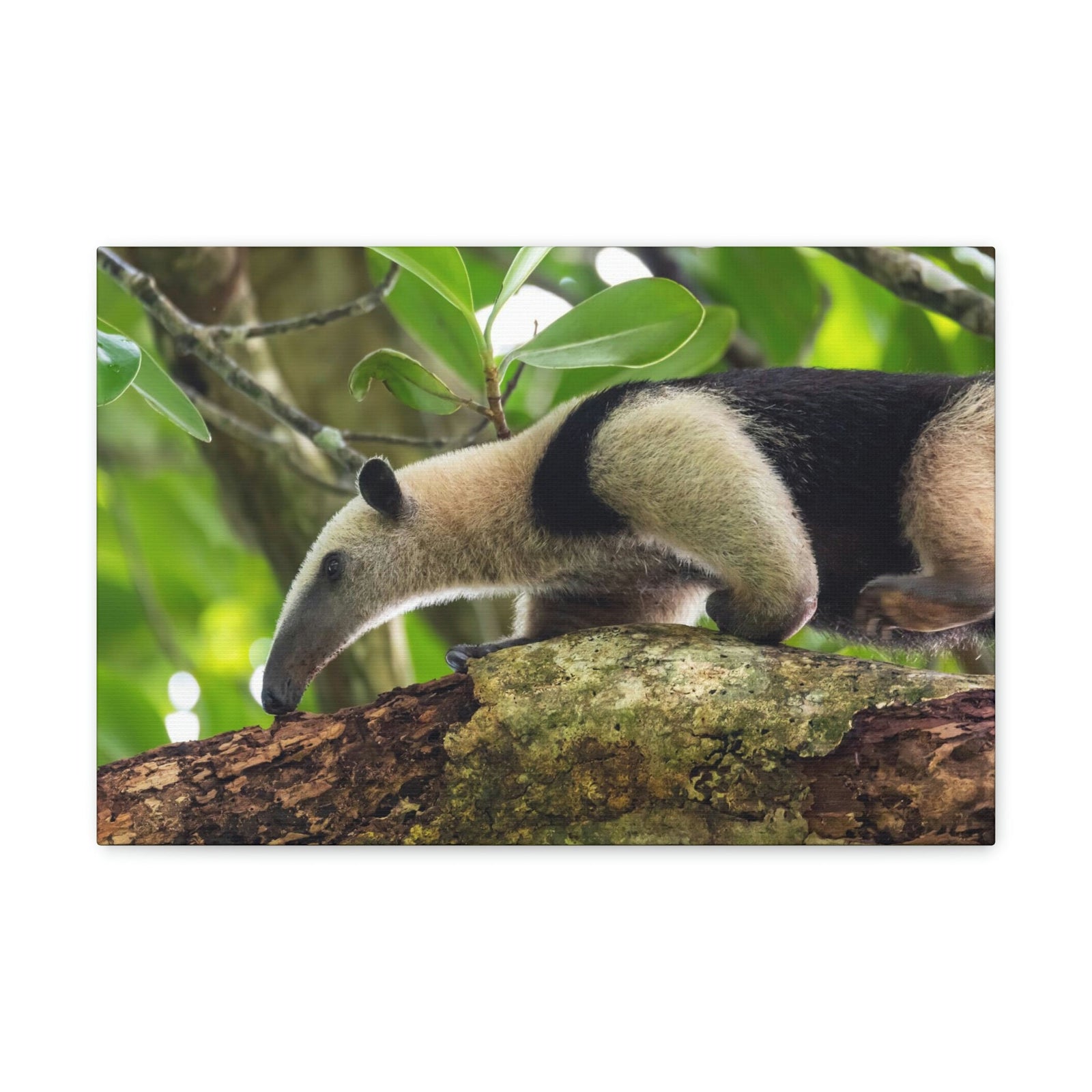 Anteater In Treetop Climbing Anteater Outside Wall Art Ready To Hang Unframed-Express Your Love Gifts