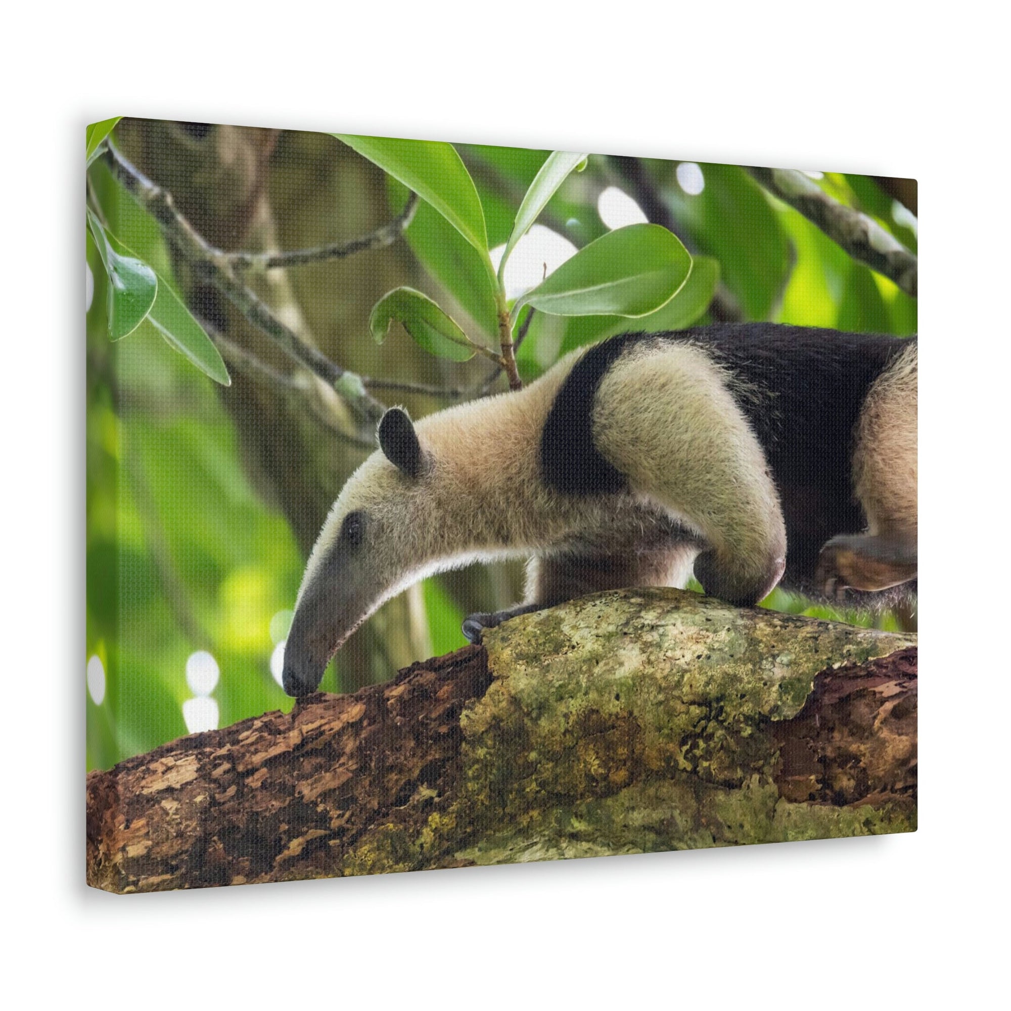 Anteater In Treetop Climbing Anteater Outside Wall Art Ready To Hang Unframed-Express Your Love Gifts