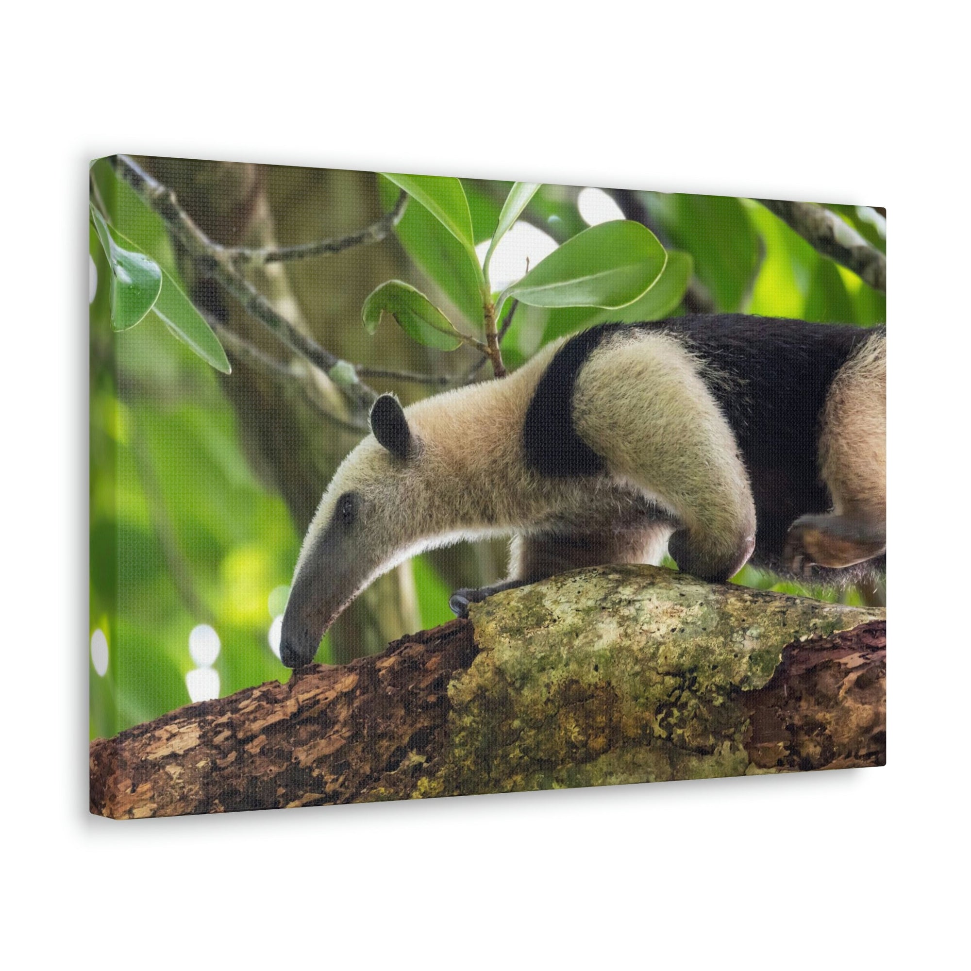 Anteater In Treetop Climbing Anteater Outside Wall Art Ready To Hang Unframed-Express Your Love Gifts