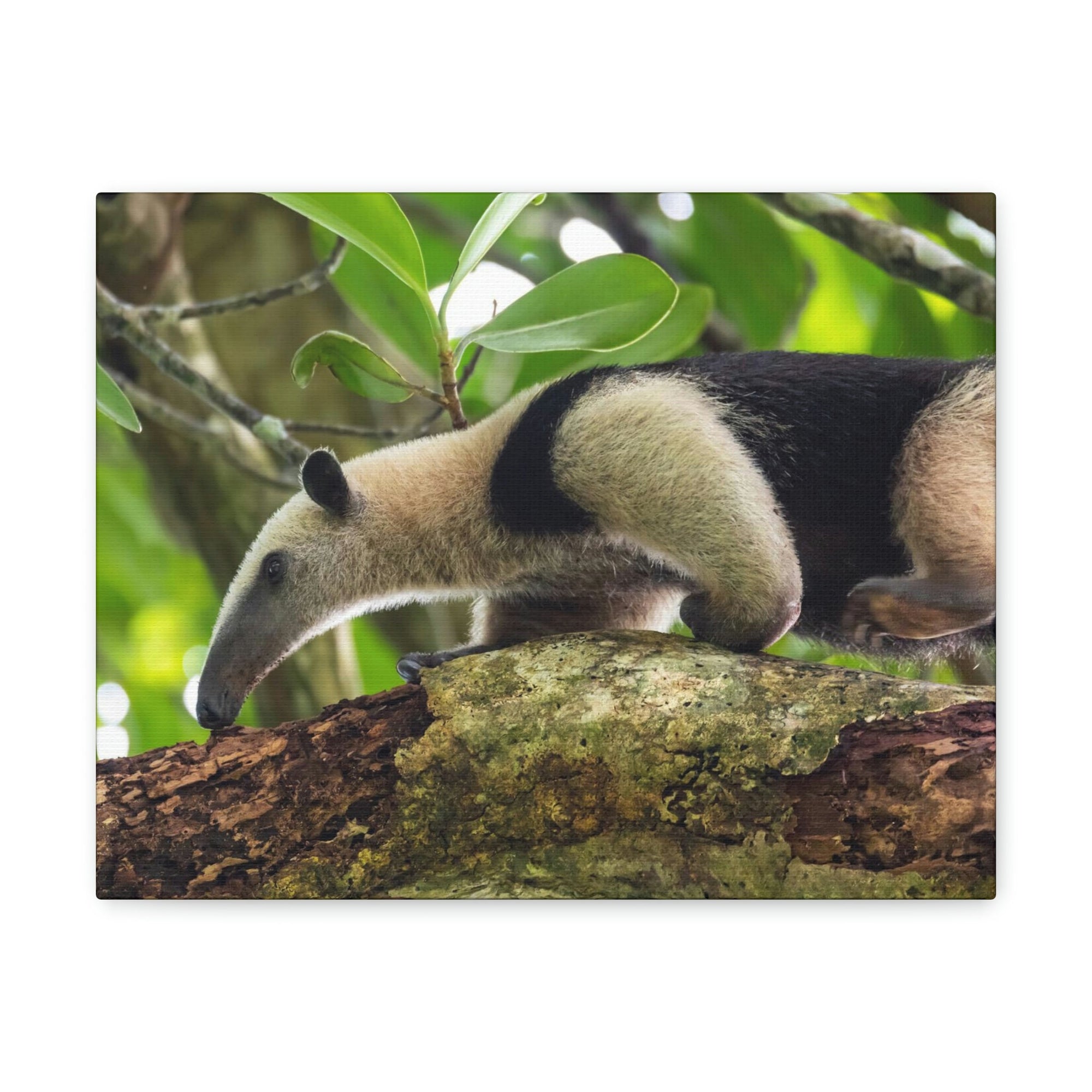 Anteater In Treetop Climbing Anteater Outside Wall Art Ready To Hang Unframed-Express Your Love Gifts