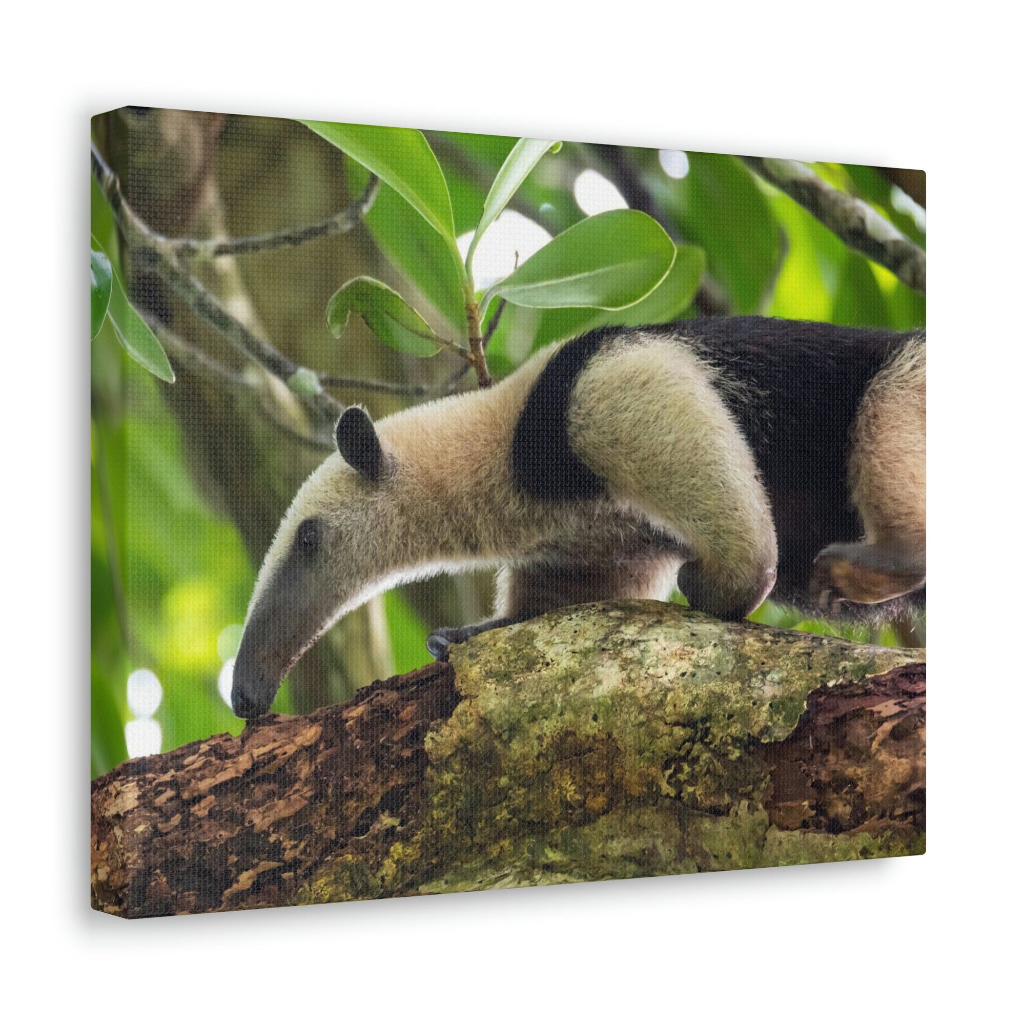 Anteater In Treetop Climbing Anteater Outside Wall Art Ready To Hang Unframed-Express Your Love Gifts