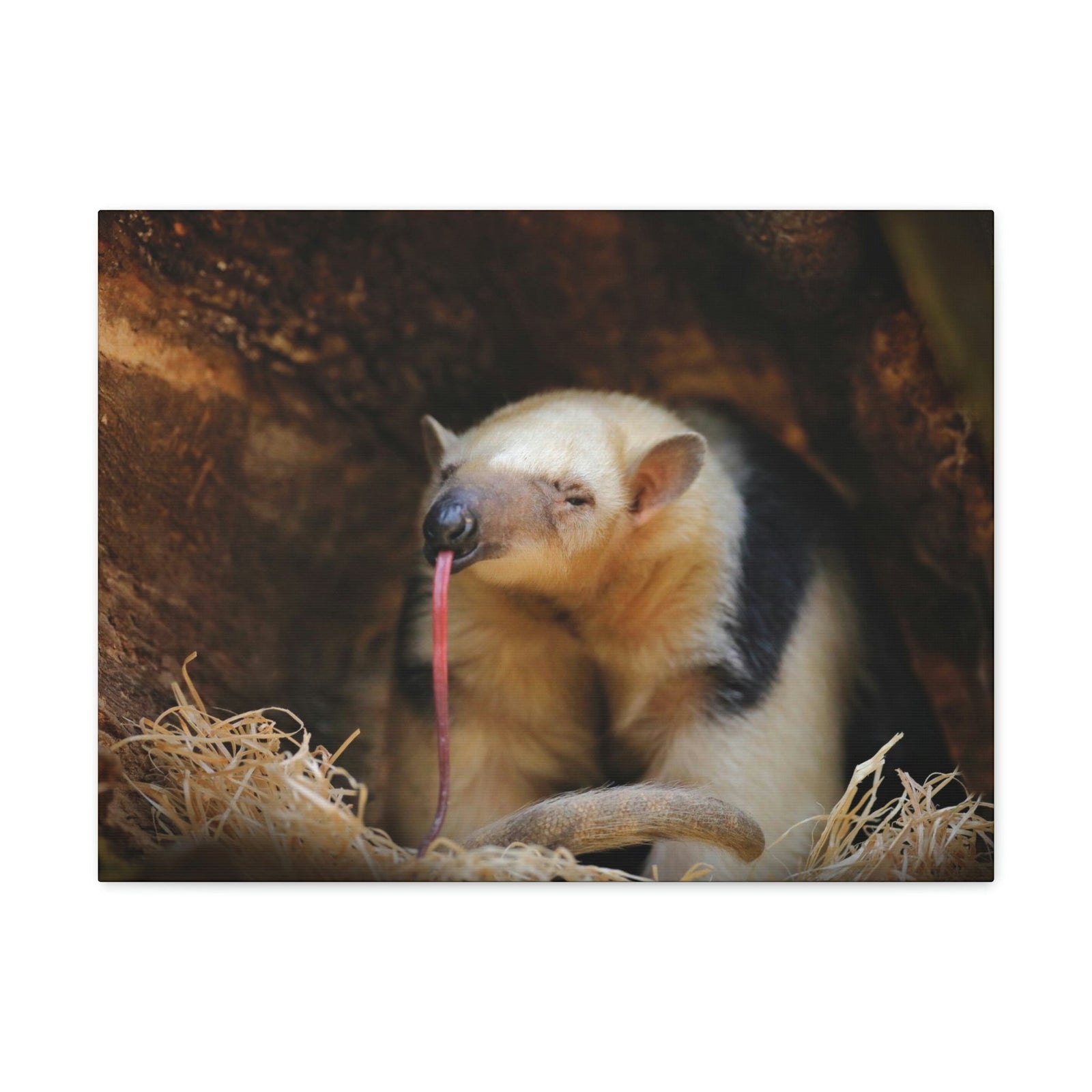 Anteater Long Tongue Anteater With Long Muzzle And Big Ear Wall Art Ready To Hang Unframed-Express Your Love Gifts