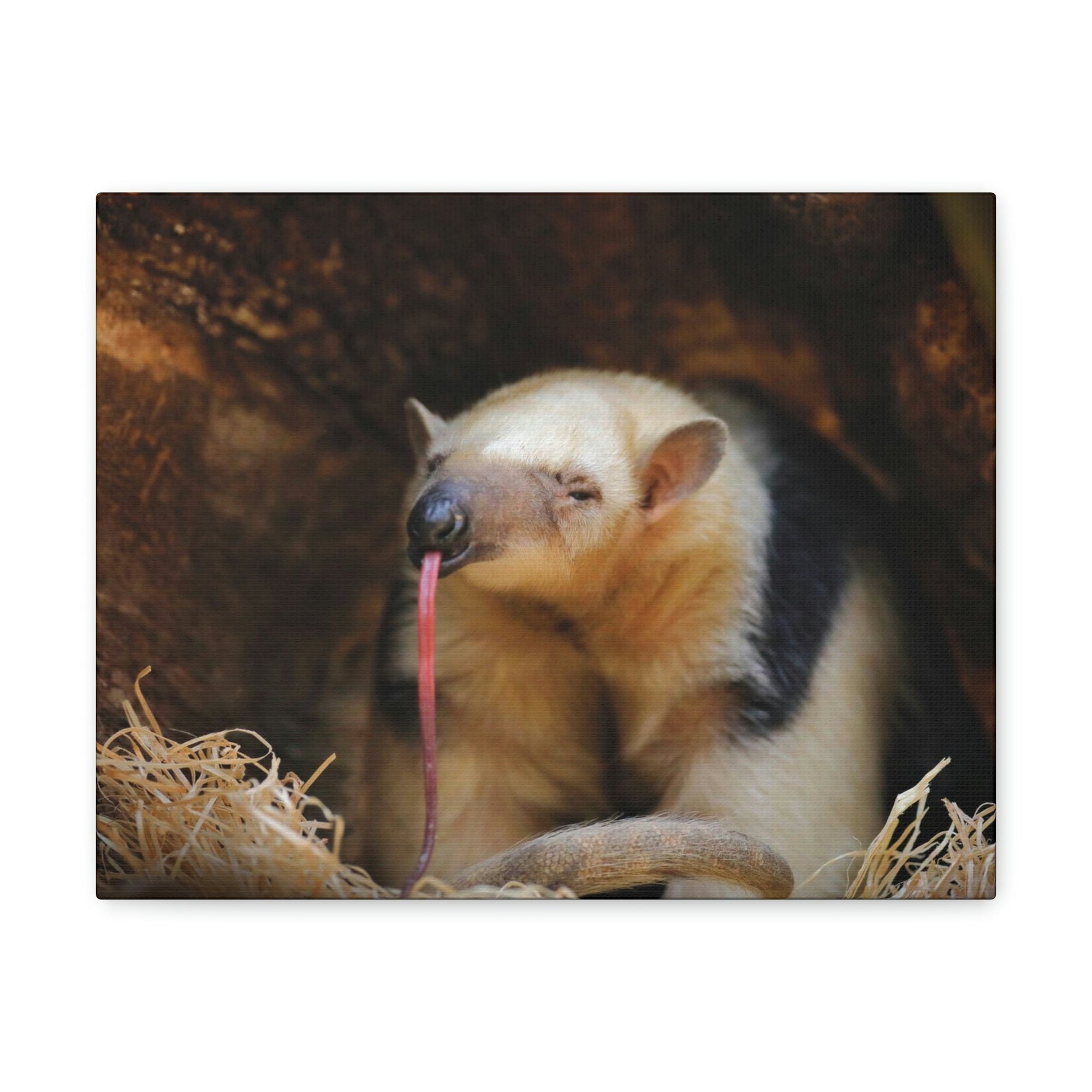 Anteater Long Tongue Anteater With Long Muzzle And Big Ear Wall Art Ready To Hang Unframed-Express Your Love Gifts