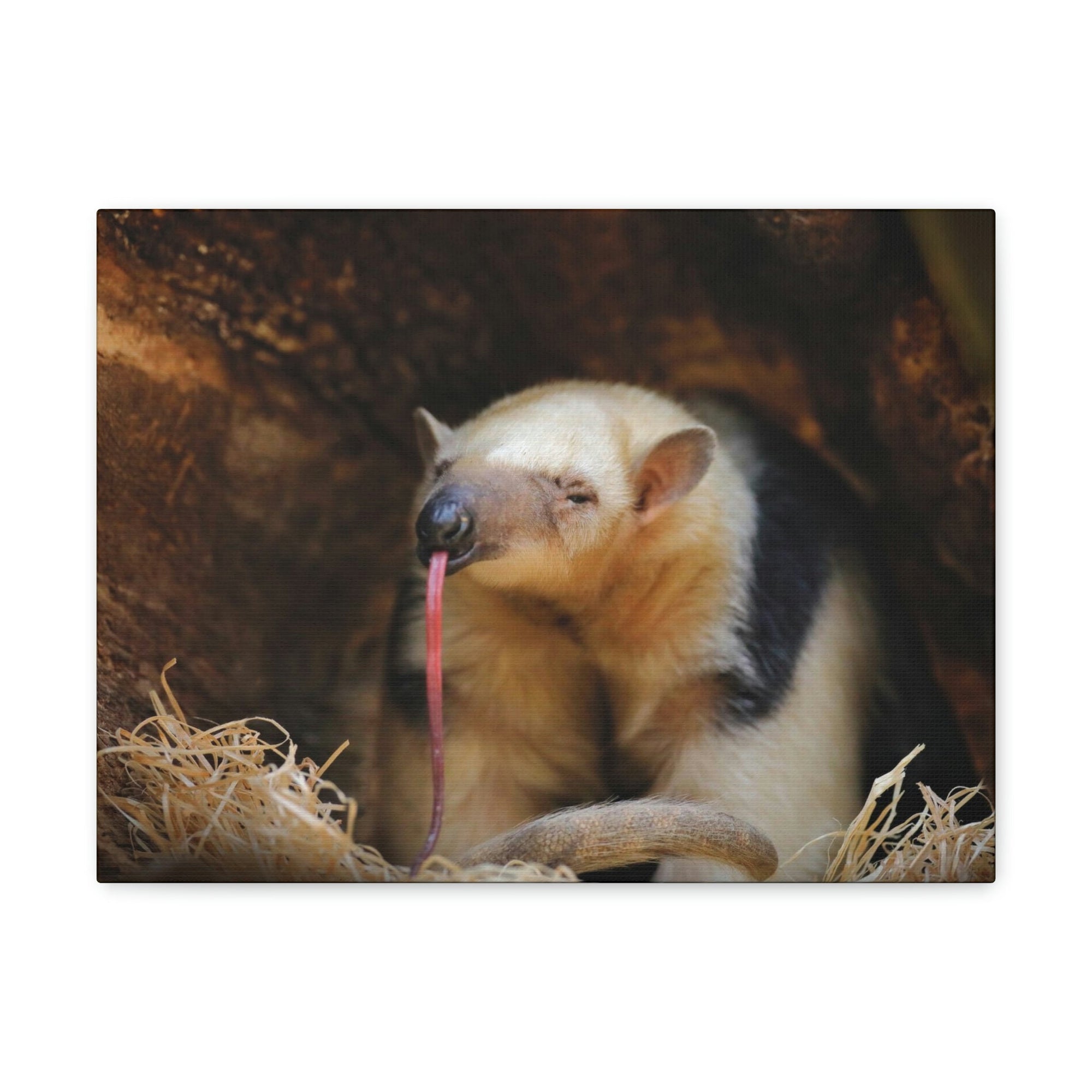 Anteater Long Tongue Anteater With Long Muzzle And Big Ear Wall Art Ready To Hang Unframed-Express Your Love Gifts