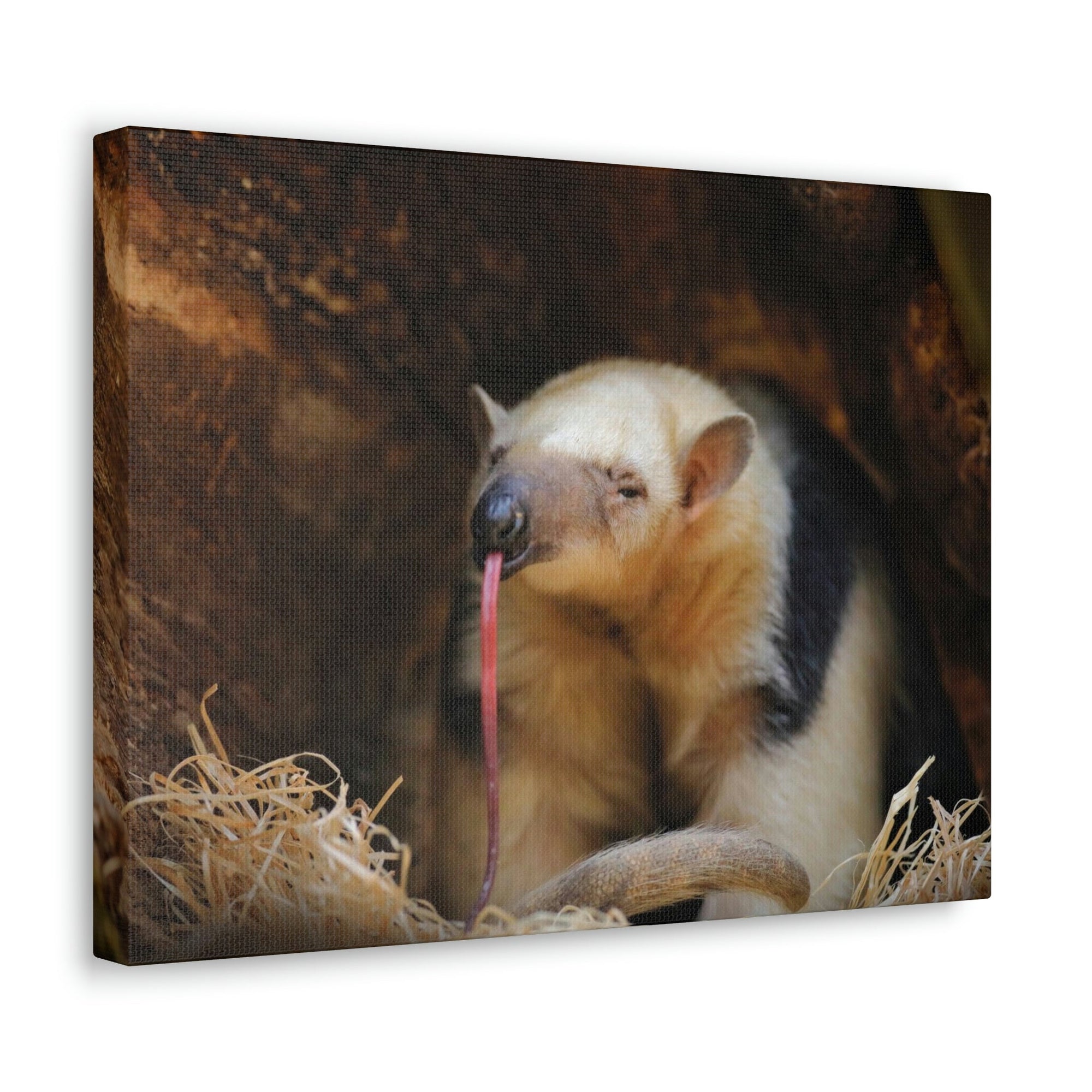 Anteater Long Tongue Anteater With Long Muzzle And Big Ear Wall Art Ready To Hang Unframed-Express Your Love Gifts