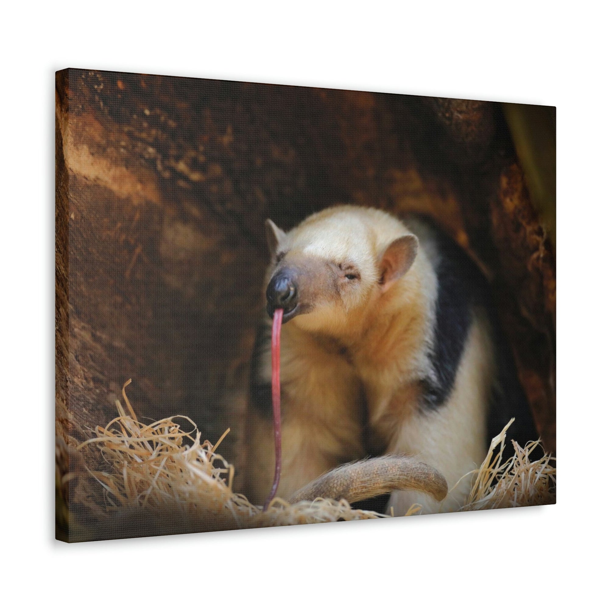 Anteater Long Tongue Anteater With Long Muzzle And Big Ear Wall Art Ready To Hang Unframed-Express Your Love Gifts