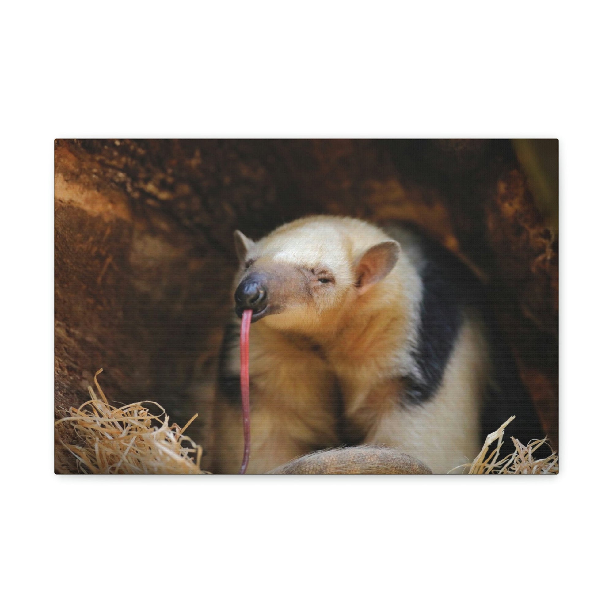 Anteater Long Tongue Anteater With Long Muzzle And Big Ear Wall Art Ready To Hang Unframed-Express Your Love Gifts