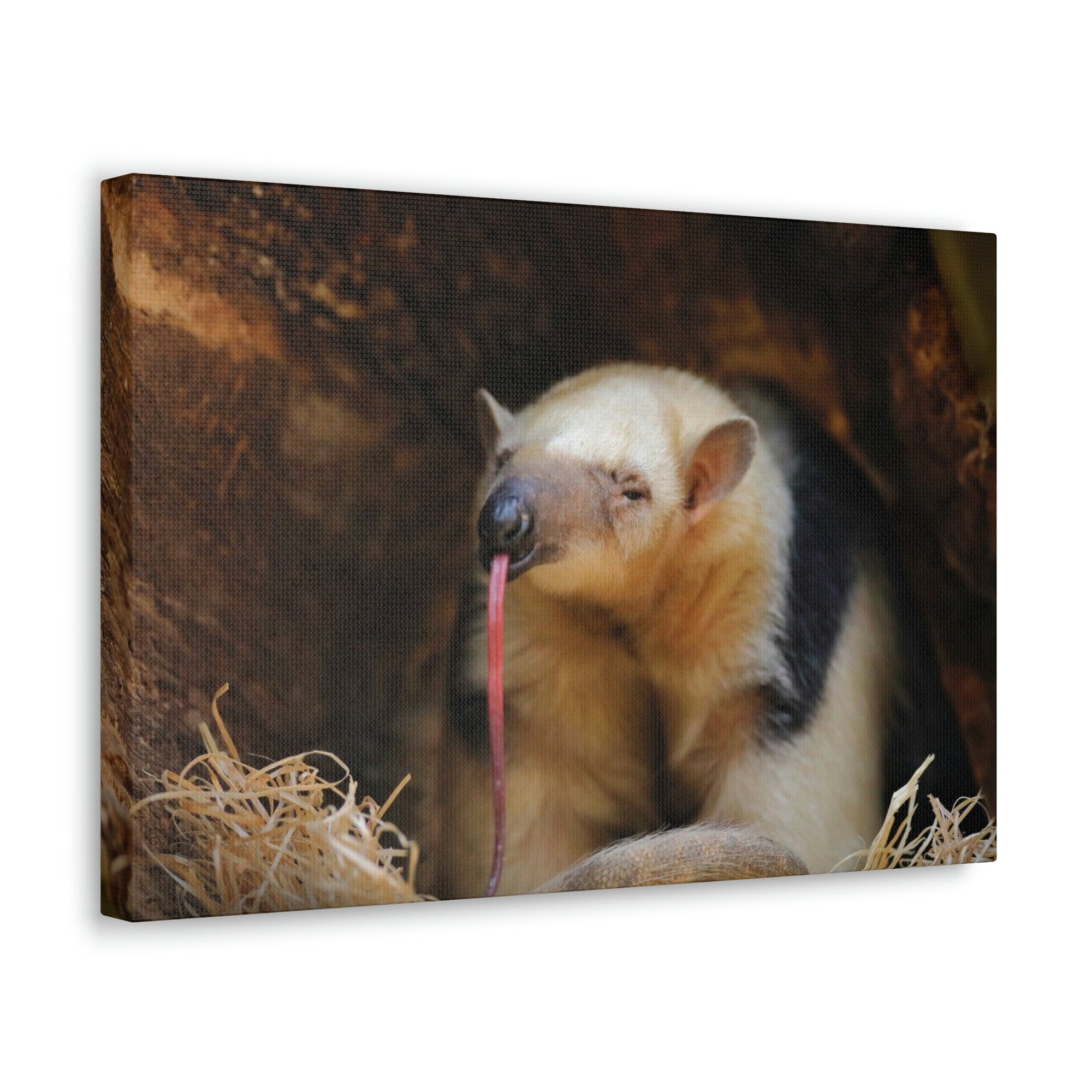 Anteater Long Tongue Anteater With Long Muzzle And Big Ear Wall Art Ready To Hang Unframed-Express Your Love Gifts