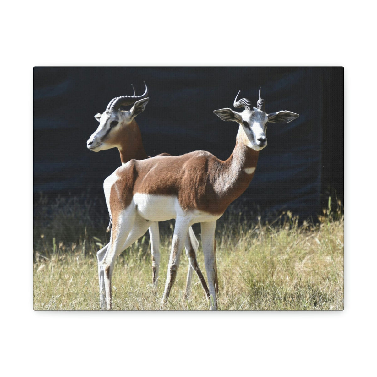 Scripture Walls Antelope Couple Antelope Troop Print Animal Wall Art Wildlife Canvas Prints Wall Art Ready to Hang Unframed-Express Your Love Gifts