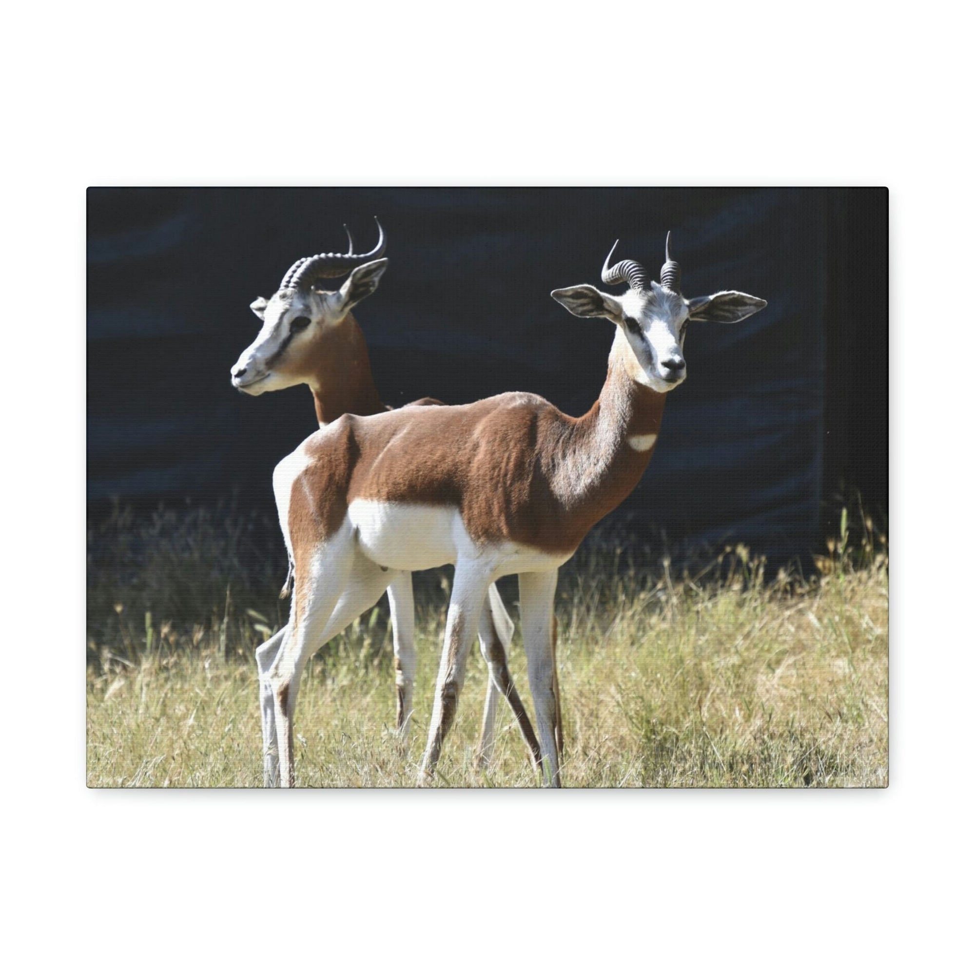 Scripture Walls Antelope Couple Antelope Troop Print Animal Wall Art Wildlife Canvas Prints Wall Art Ready to Hang Unframed-Express Your Love Gifts