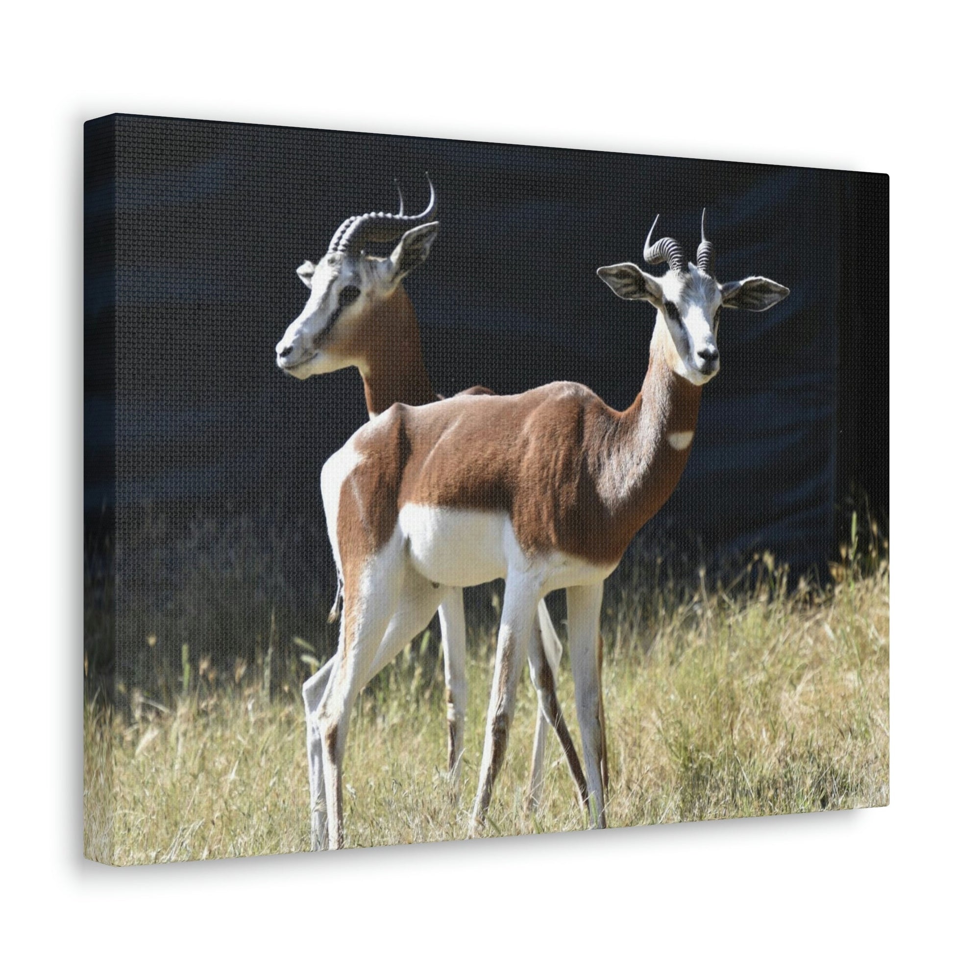 Scripture Walls Antelope Couple Antelope Troop Print Animal Wall Art Wildlife Canvas Prints Wall Art Ready to Hang Unframed-Express Your Love Gifts