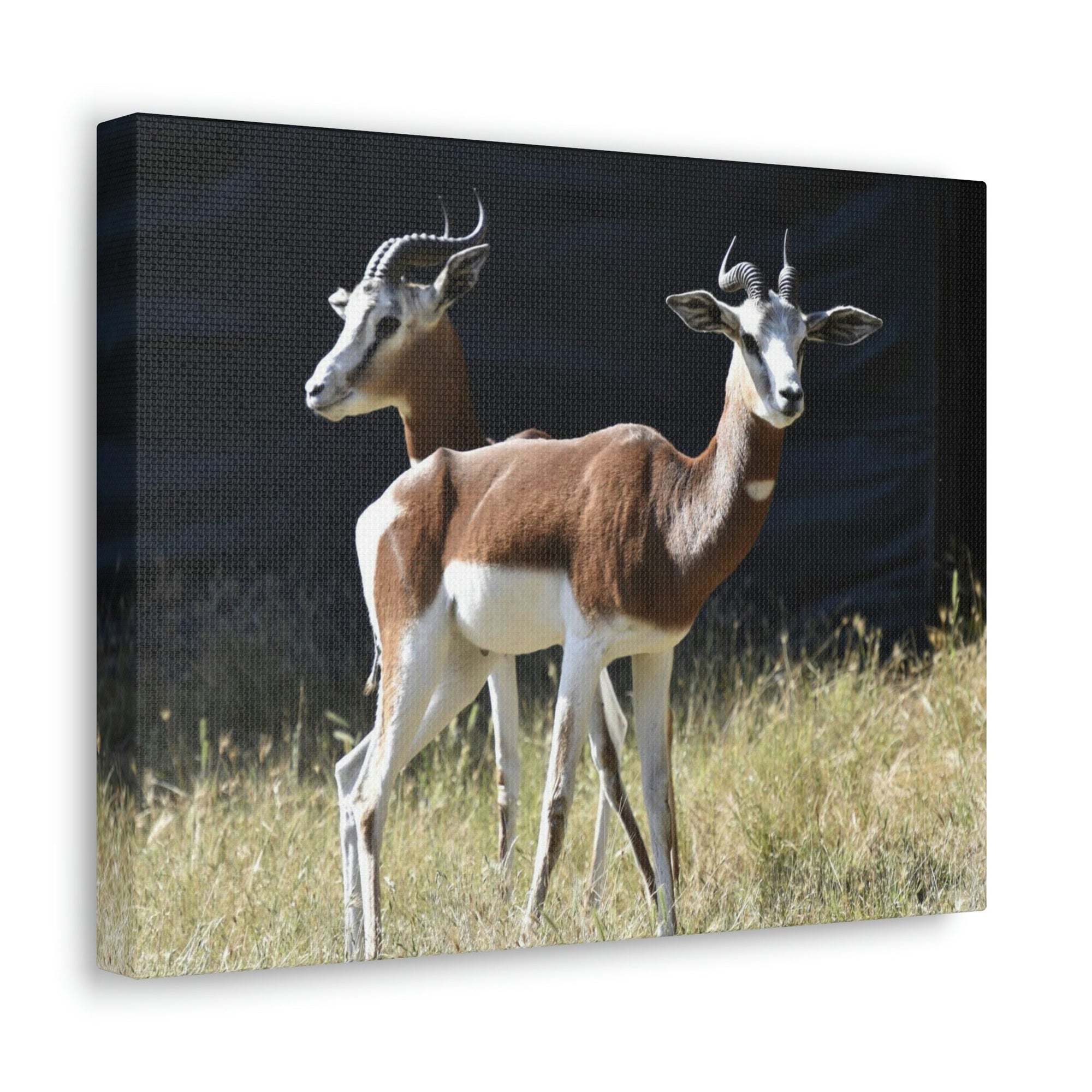 Scripture Walls Antelope Couple Antelope Troop Print Animal Wall Art Wildlife Canvas Prints Wall Art Ready to Hang Unframed-Express Your Love Gifts