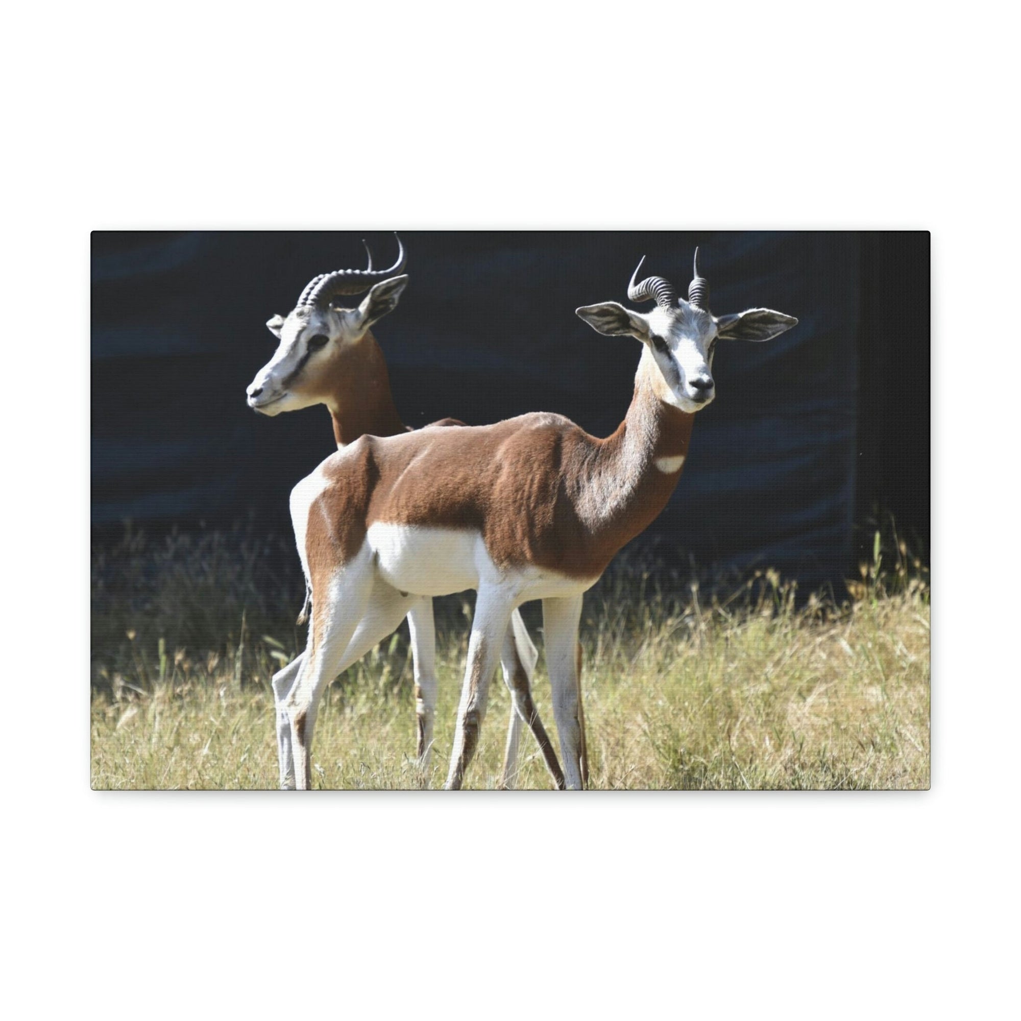 Scripture Walls Antelope Couple Antelope Troop Print Animal Wall Art Wildlife Canvas Prints Wall Art Ready to Hang Unframed-Express Your Love Gifts