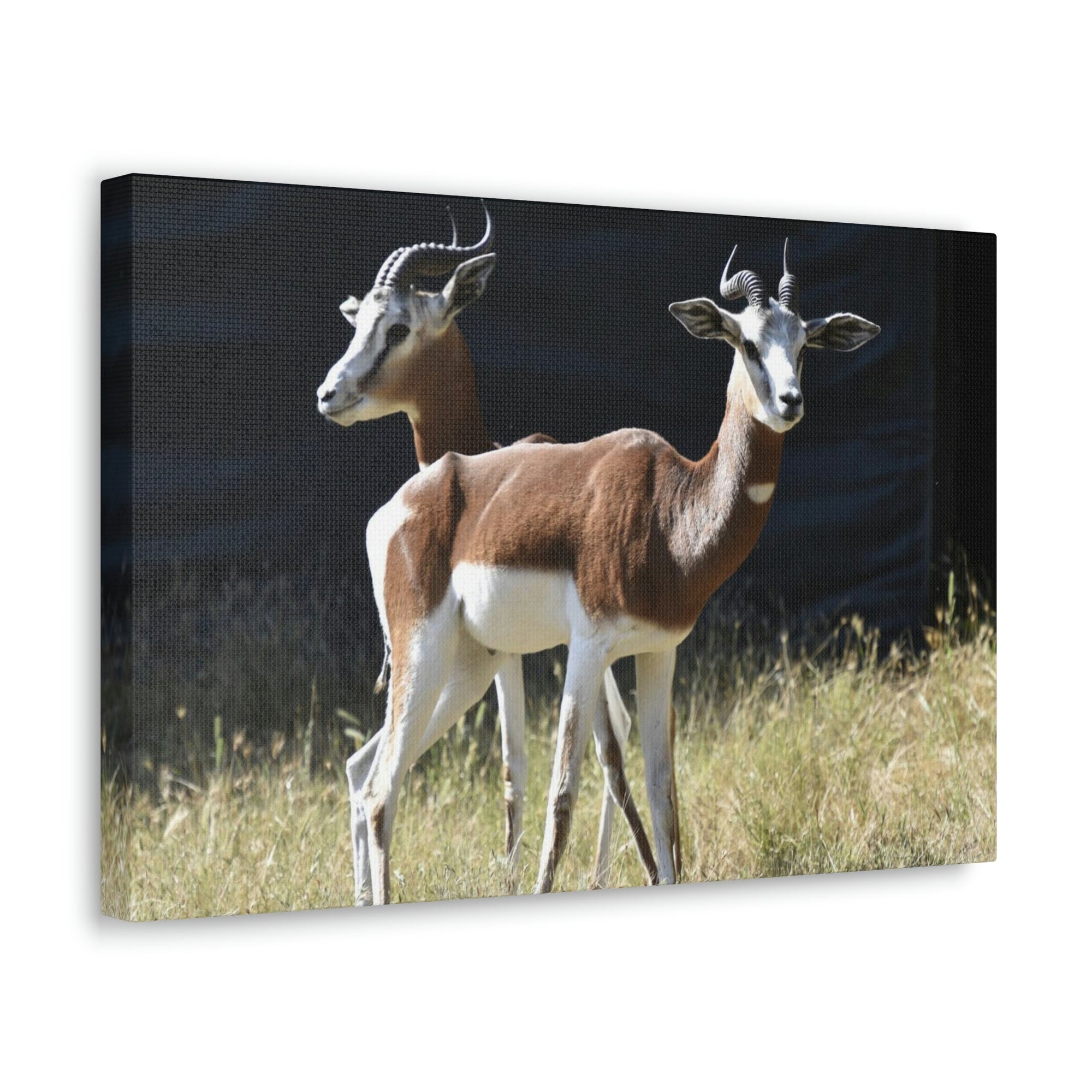 Scripture Walls Antelope Couple Antelope Troop Print Animal Wall Art Wildlife Canvas Prints Wall Art Ready to Hang Unframed-Express Your Love Gifts