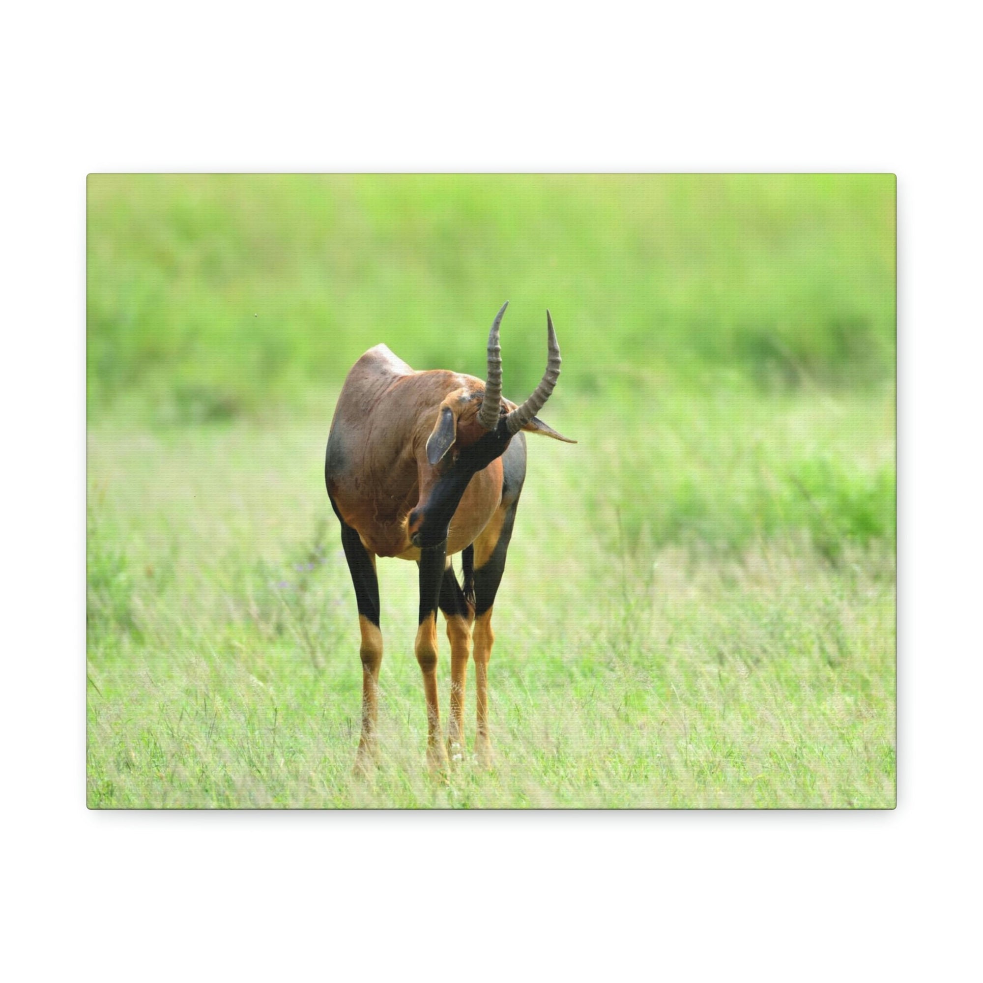 Scripture Walls Antelope Hunting Antelope on Hunt Print Animal Wall Art Wildlife Canvas Prints Wall Art Ready to Hang Unframed-Express Your Love Gifts