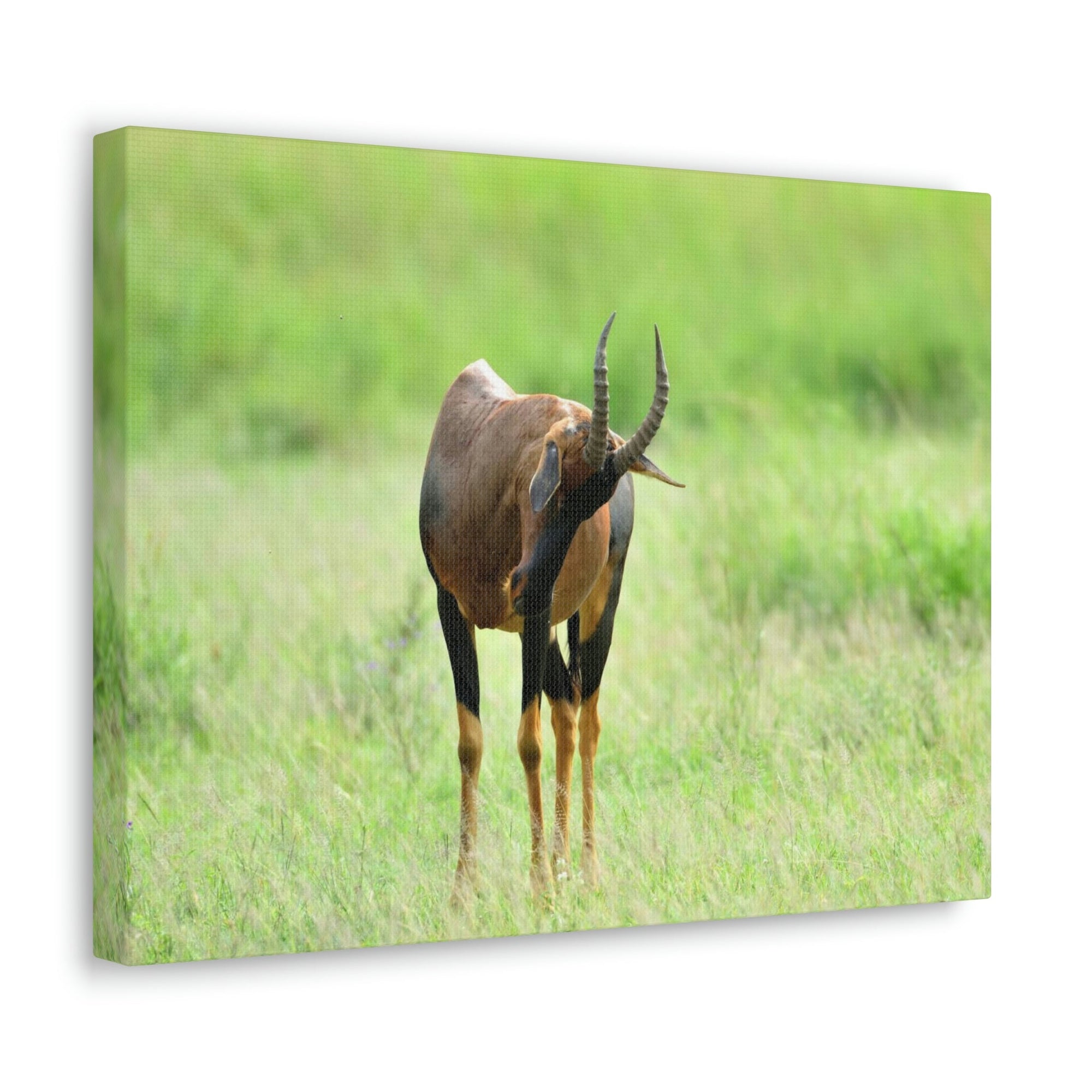 Scripture Walls Antelope Hunting Antelope on Hunt Print Animal Wall Art Wildlife Canvas Prints Wall Art Ready to Hang Unframed-Express Your Love Gifts