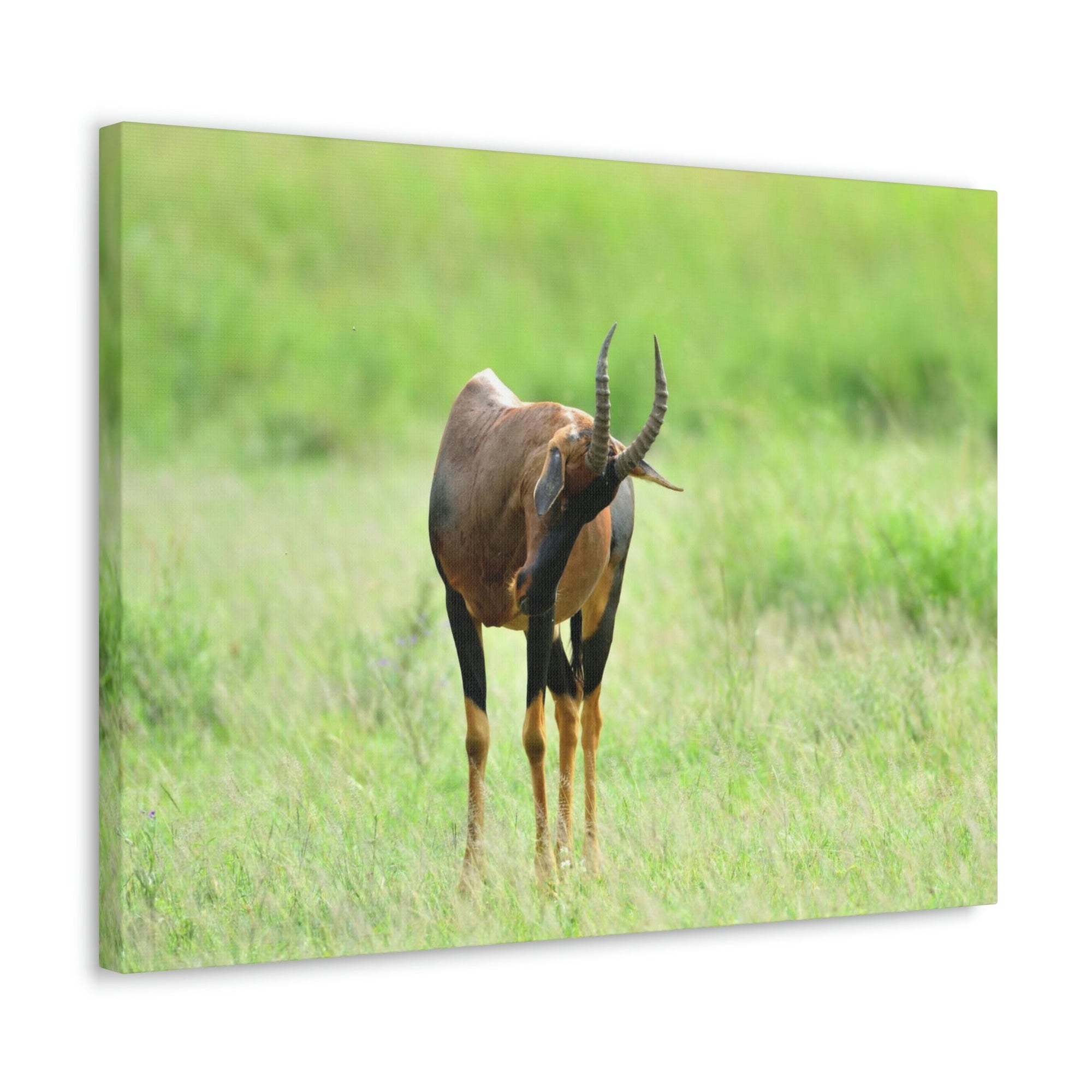 Scripture Walls Antelope Hunting Antelope on Hunt Print Animal Wall Art Wildlife Canvas Prints Wall Art Ready to Hang Unframed-Express Your Love Gifts