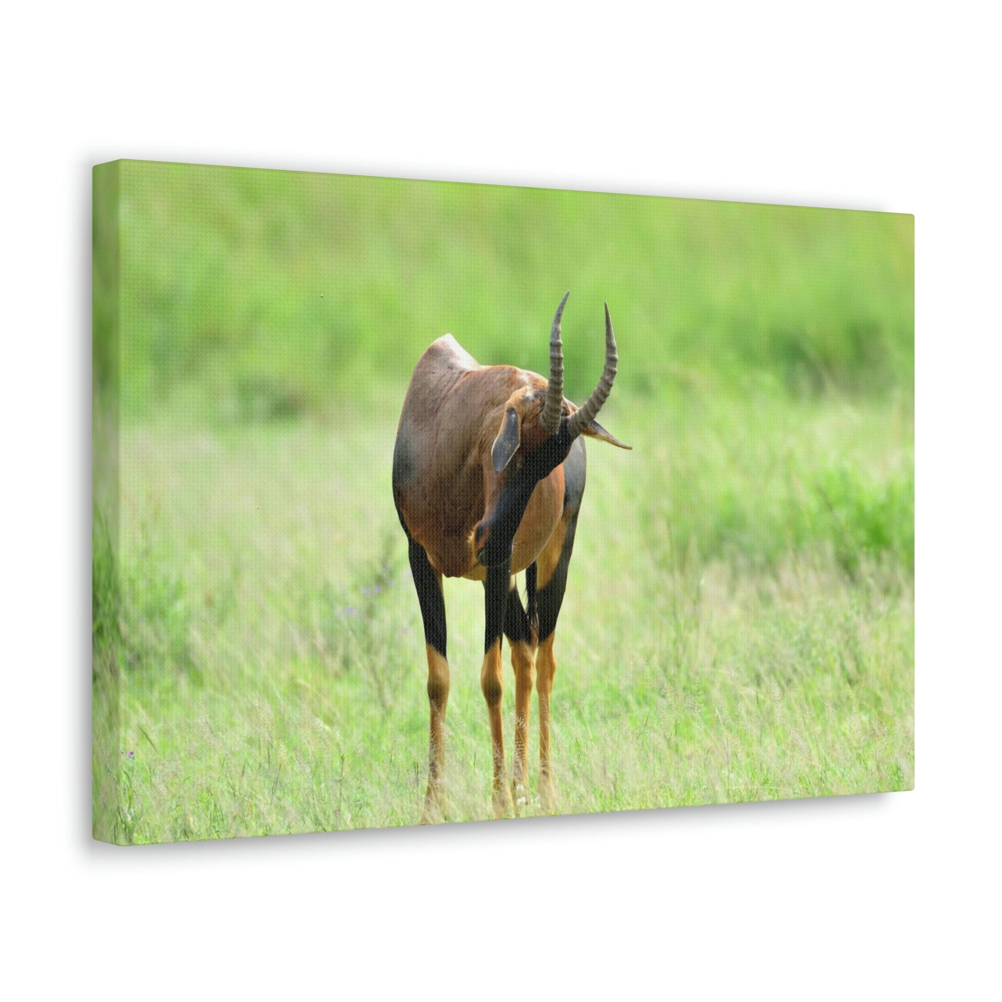 Scripture Walls Antelope Hunting Antelope on Hunt Print Animal Wall Art Wildlife Canvas Prints Wall Art Ready to Hang Unframed-Express Your Love Gifts