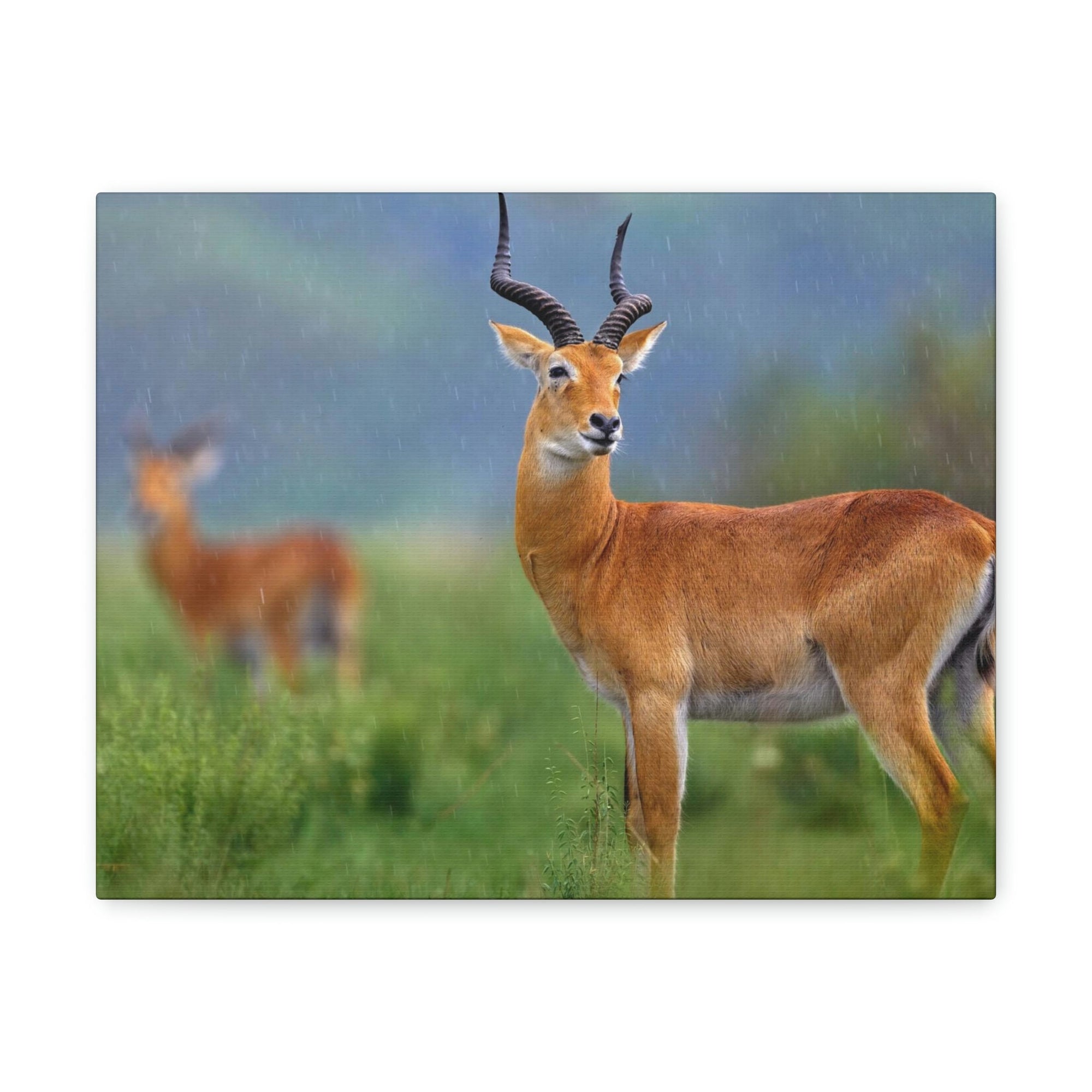 Antelope In Green Vegetation Cute Antelope Outside Wall Art Ready To Hang Unframed-Express Your Love Gifts