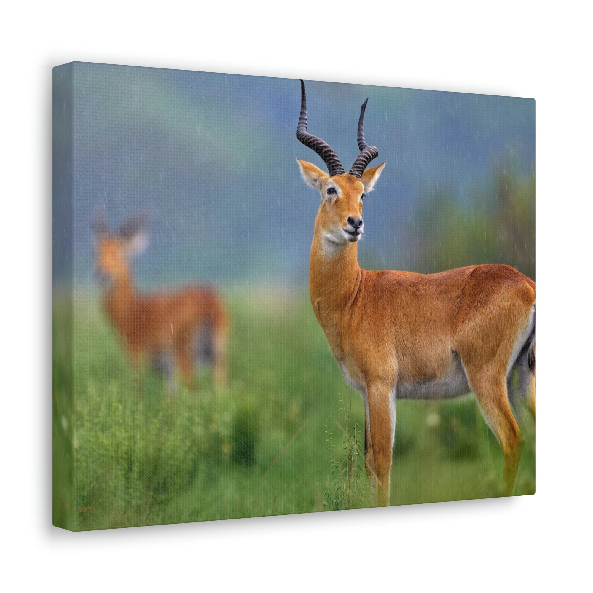 Antelope In Green Vegetation Cute Antelope Outside Wall Art Ready To Hang Unframed-Express Your Love Gifts