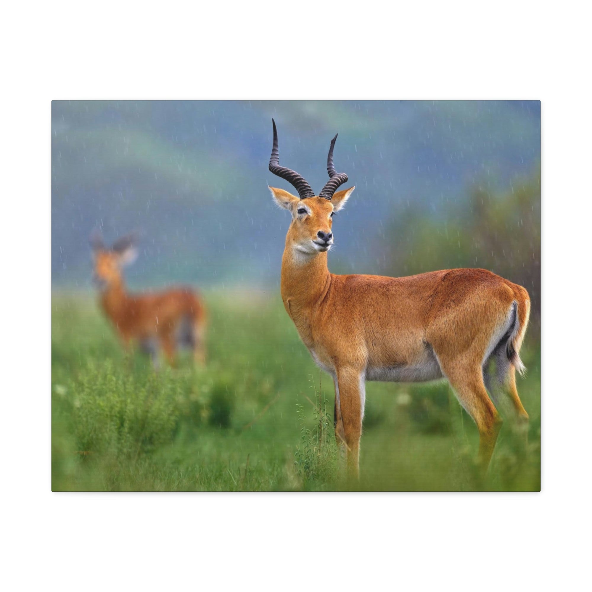 Antelope In Green Vegetation Cute Antelope Outside Wall Art Ready To Hang Unframed-Express Your Love Gifts