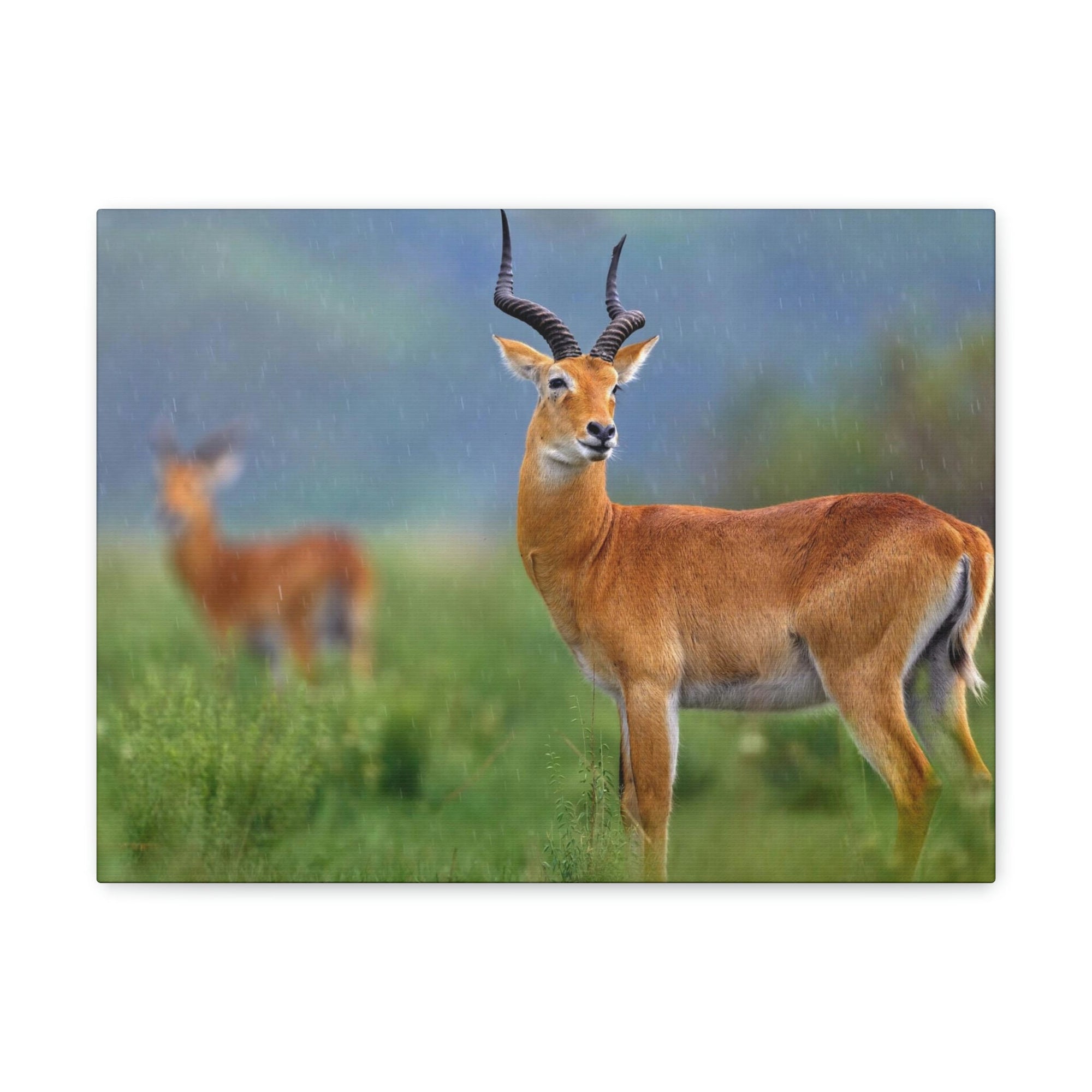 Antelope In Green Vegetation Cute Antelope Outside Wall Art Ready To Hang Unframed-Express Your Love Gifts