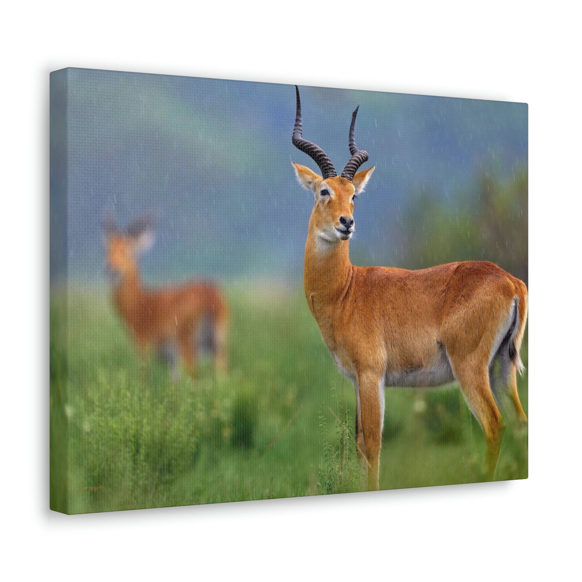 Antelope In Green Vegetation Cute Antelope Outside Wall Art Ready To Hang Unframed-Express Your Love Gifts