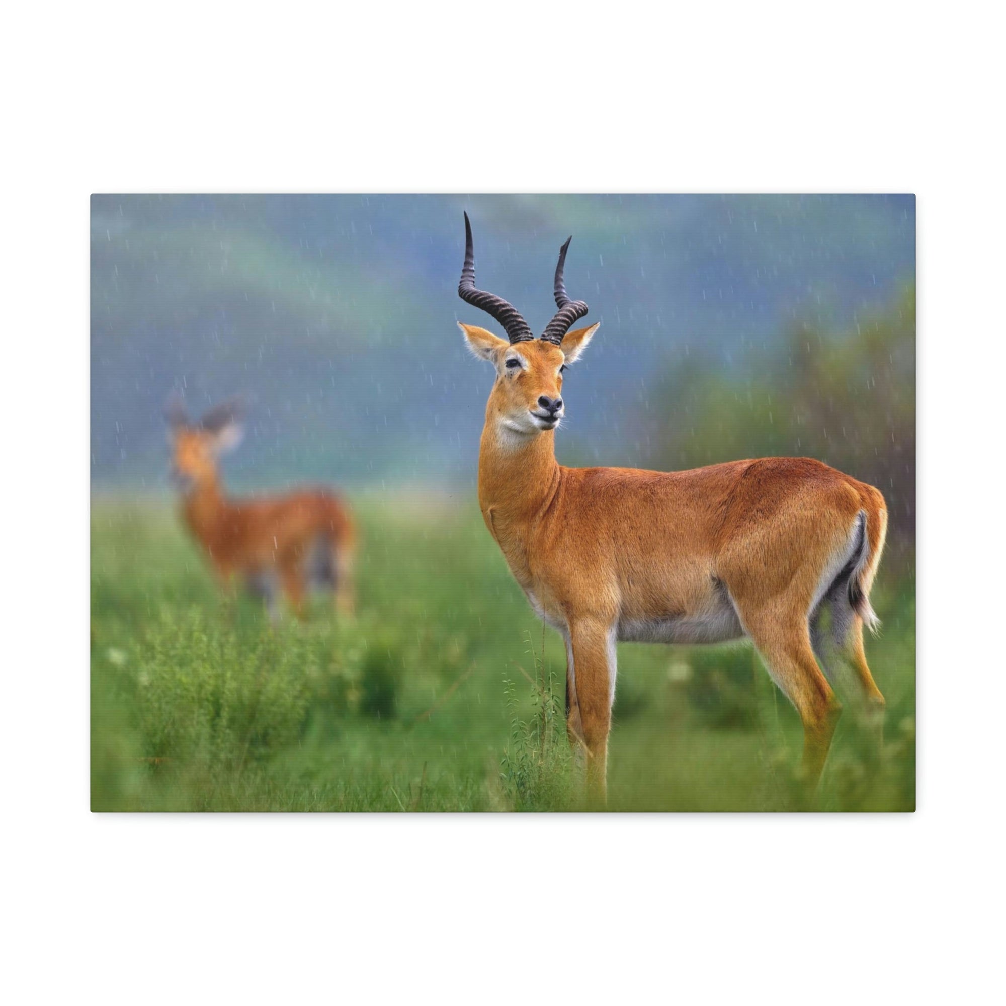 Antelope In Green Vegetation Cute Antelope Outside Wall Art Ready To Hang Unframed-Express Your Love Gifts