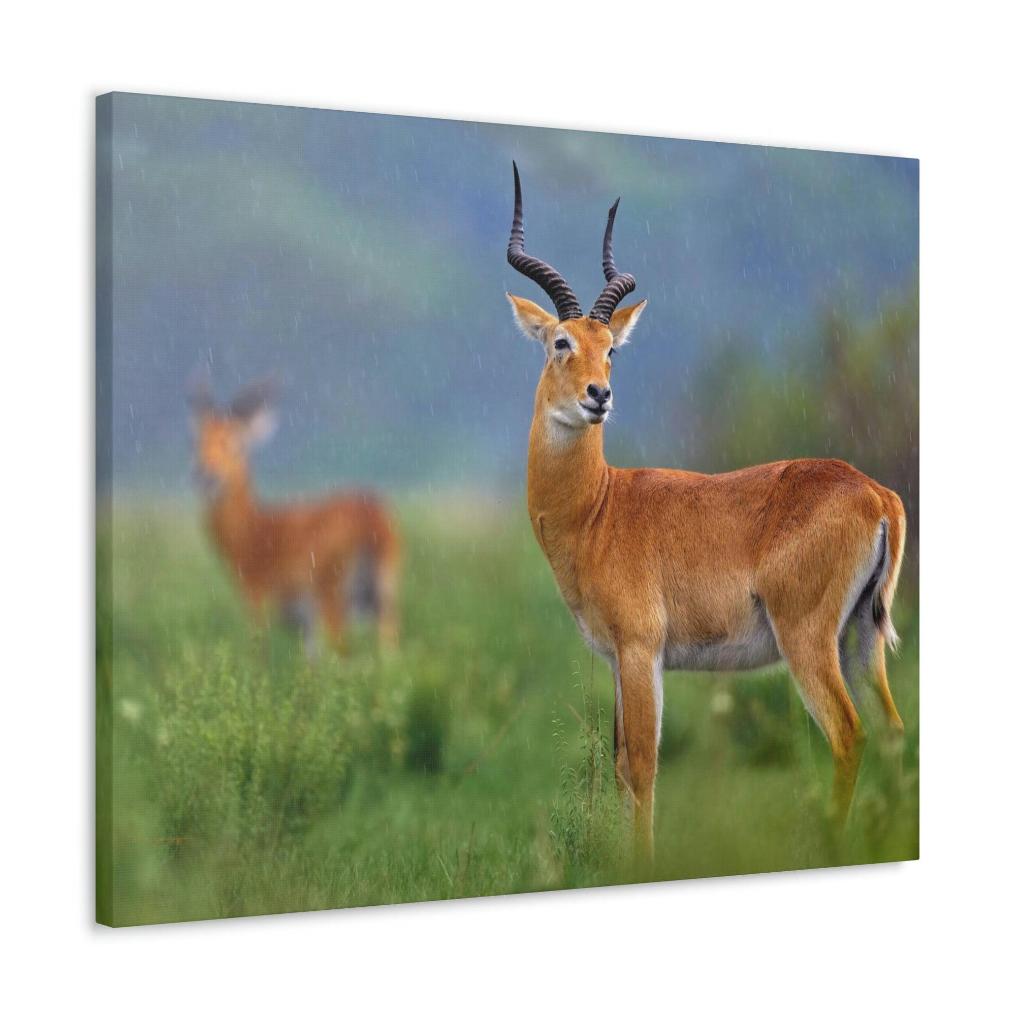 Antelope In Green Vegetation Cute Antelope Outside Wall Art Ready To Hang Unframed-Express Your Love Gifts