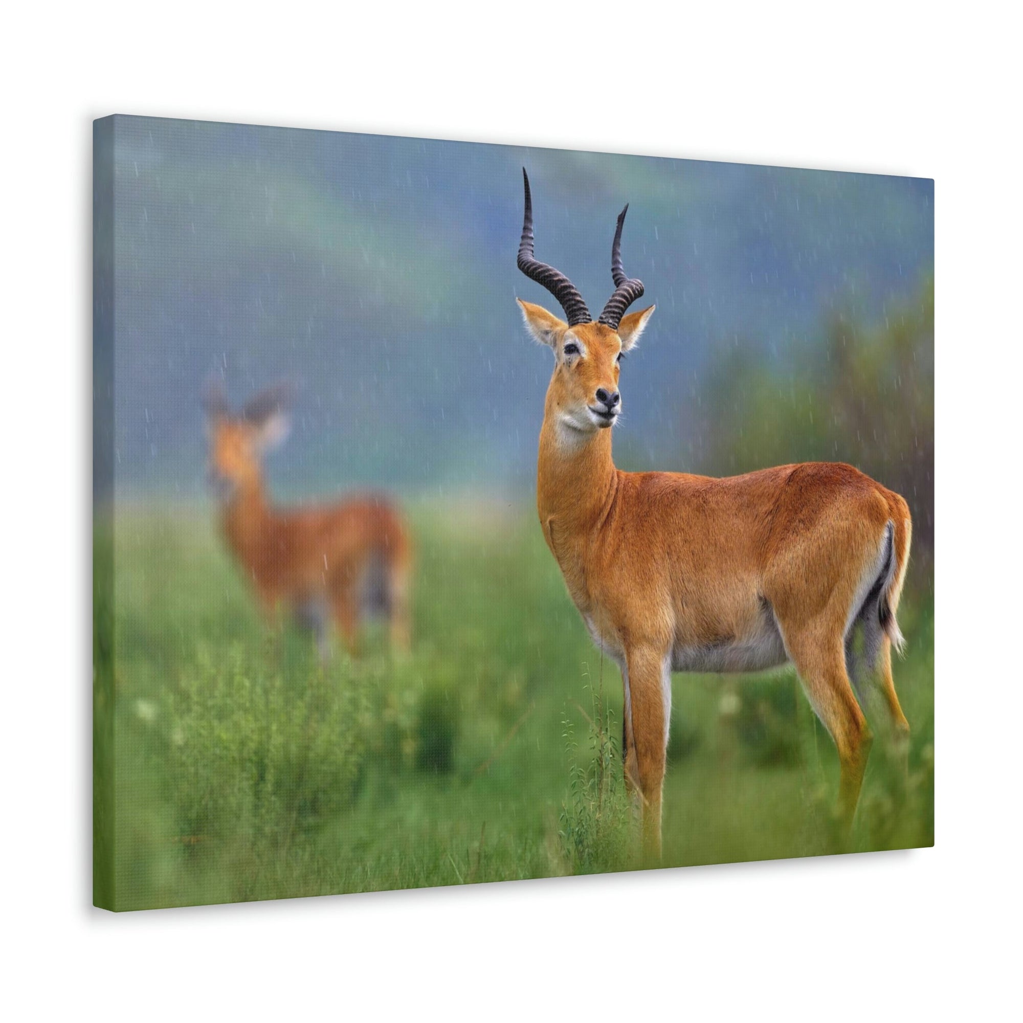 Antelope In Green Vegetation Cute Antelope Outside Wall Art Ready To Hang Unframed-Express Your Love Gifts